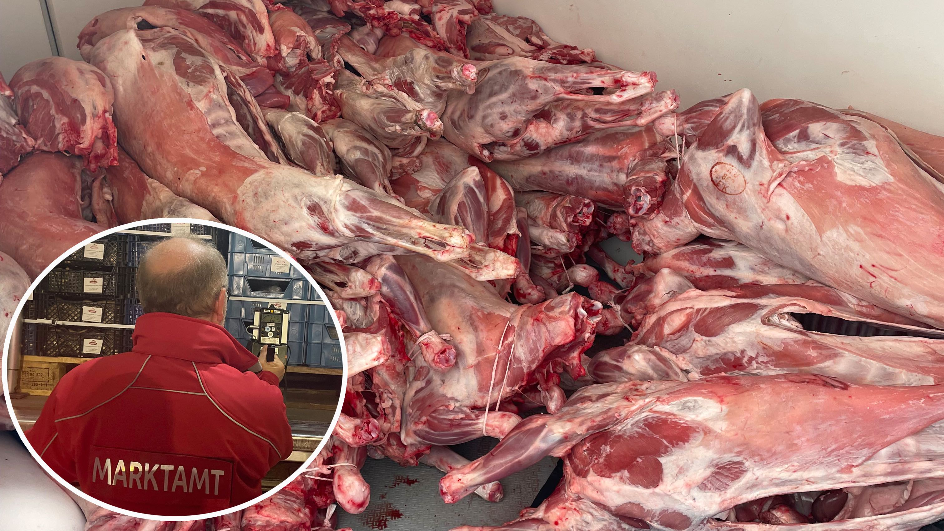 Ekel-Fund bei Kontrolle! So lagen Lämmer in einem Transporter.