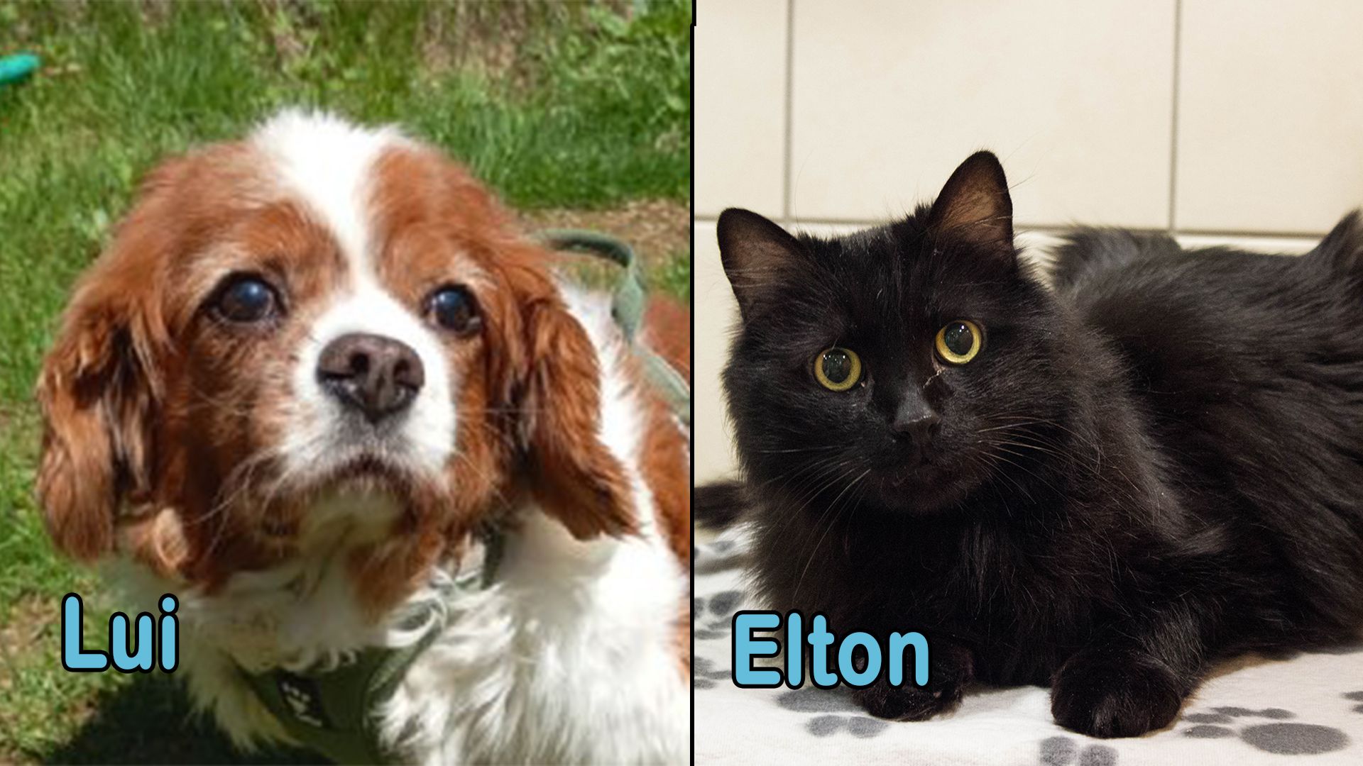 Auch diese Woche suchen wieder zwei besondere Tiko-Schützlinge ein neues Zuhause.