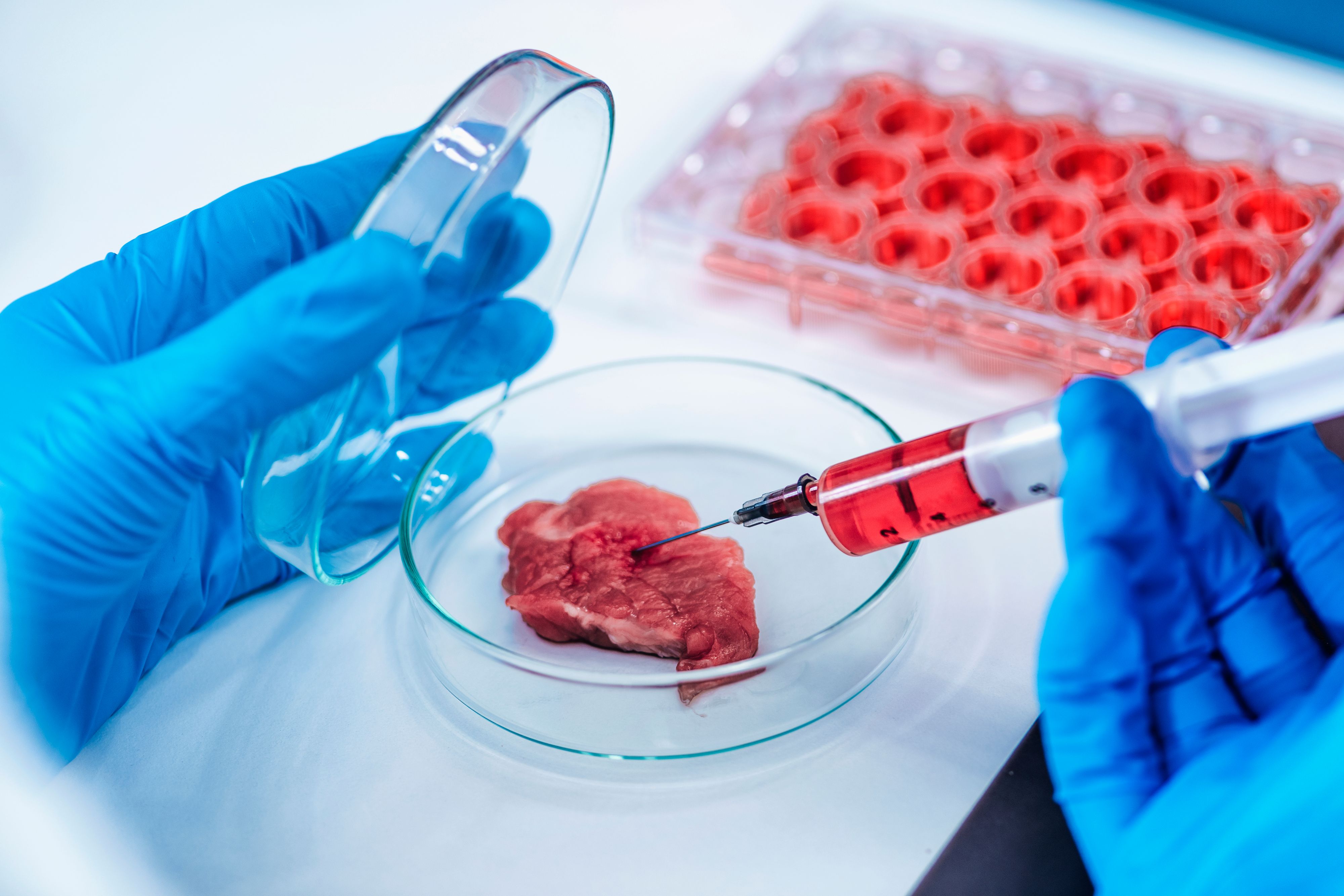 Laborfleisch unter der Lupe: Mit Spritze und Petrischale wird echtes Fleisch im Reagenzglas nachgebaut – ganz ohne Schlachtung.