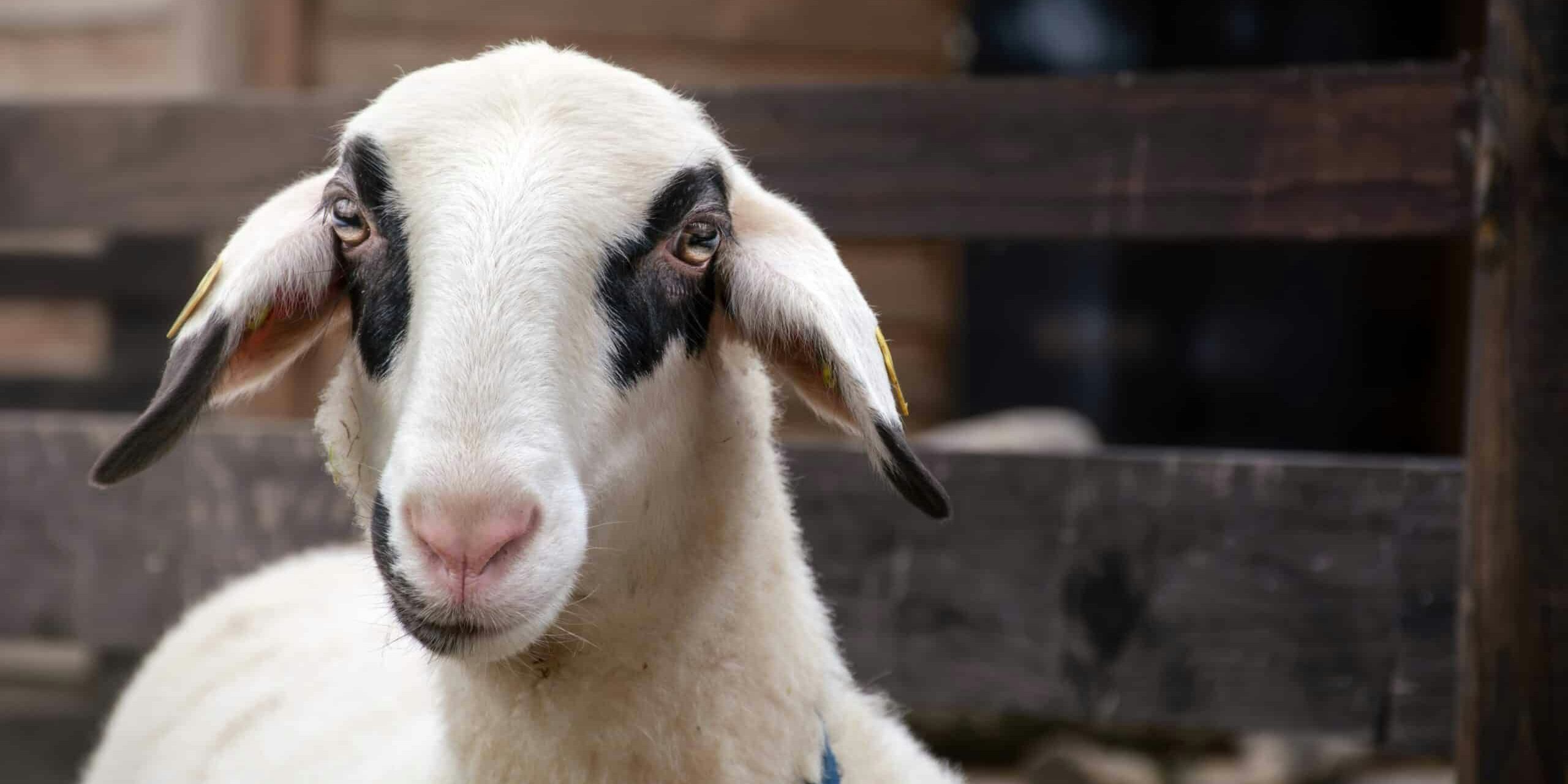 Etwa 80 gerettete Haus- und Wildtiere leben am Assisi-Hof in Sicherheit.