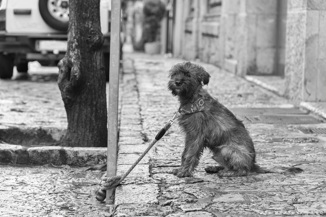 Der Hund des Mannes soll an einem Zaun angebunden qualvoll verhungert und verdurstet sein.