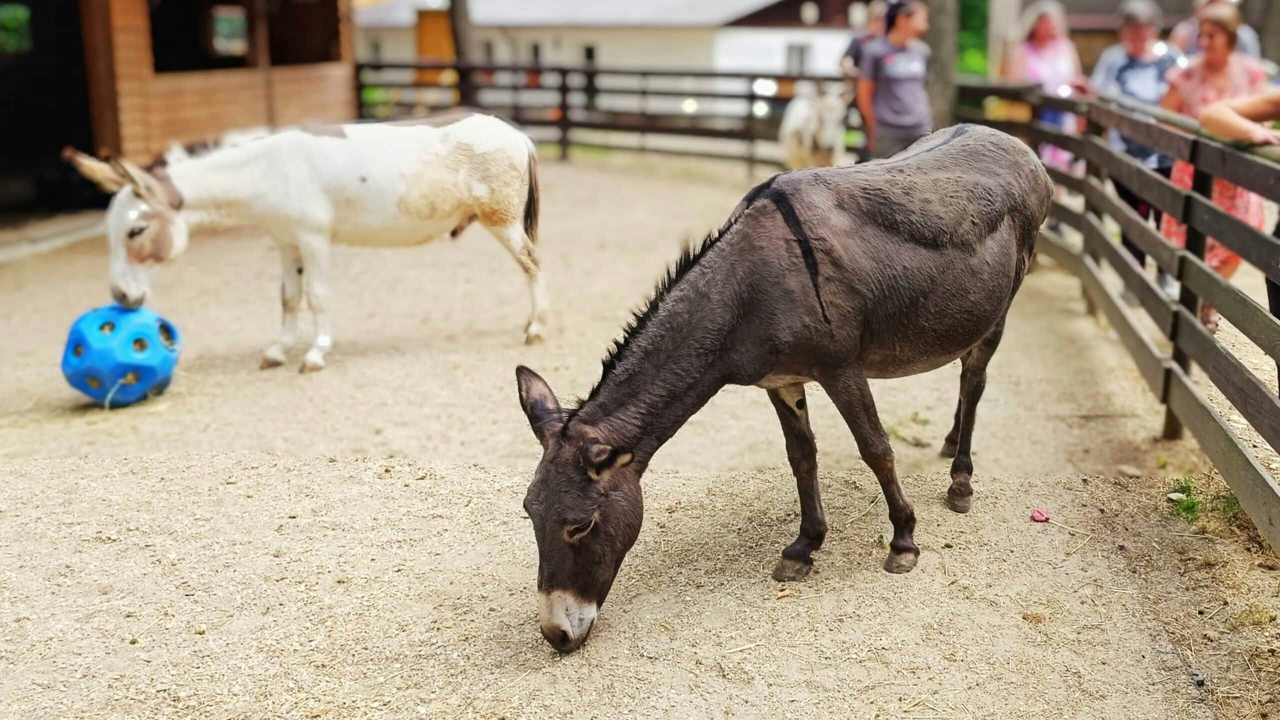 Auch Esel "Mary" und "Aristoteles" kommt die Spende freilich zugute. 