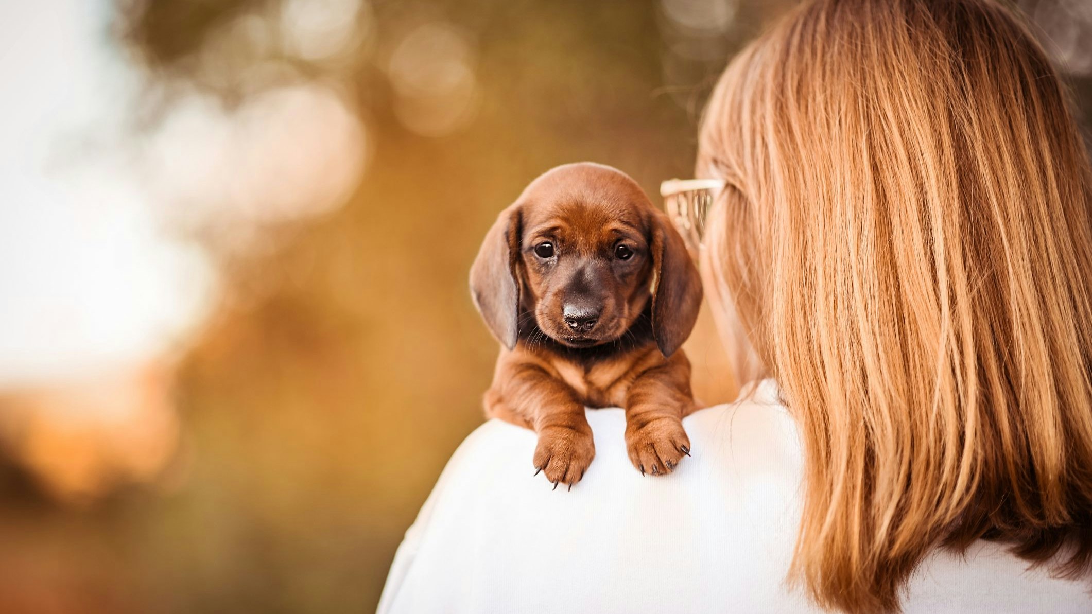 Hunde sehen tatsächlich aus wie ihre Besitzer und verhalten sich auch so