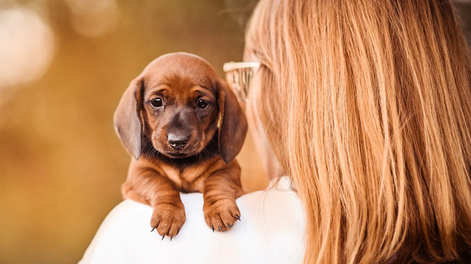 Hunde sehen tatsächlich aus wie ihre Besitzer (und umgekehrt)