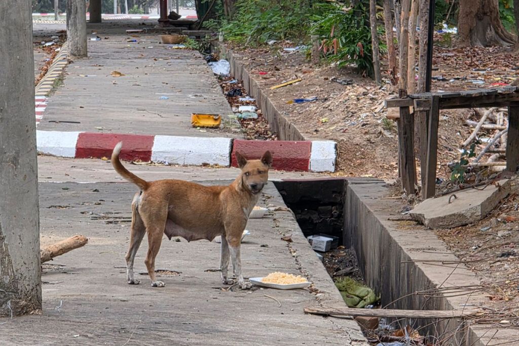 Ein säugende Hündin freut sich über jedes Brösel.