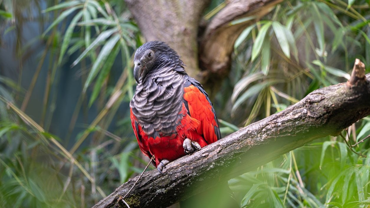 Der Borstenkopf-Papagei ernährt sich nur von speziellen Feigen. 