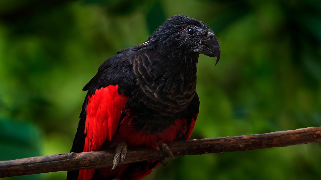 Durch seine Ausscheidungen pflanzt er immer wieder neue Feigenbäume im Regenwald Neuguineas. 