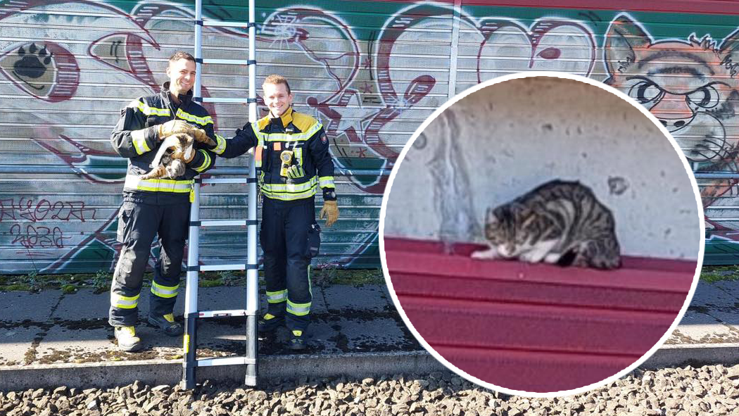 Mit Hilfe der ÖBB konnte die Katze von der Linzer Berufsfeuerwehr gerettet werden.