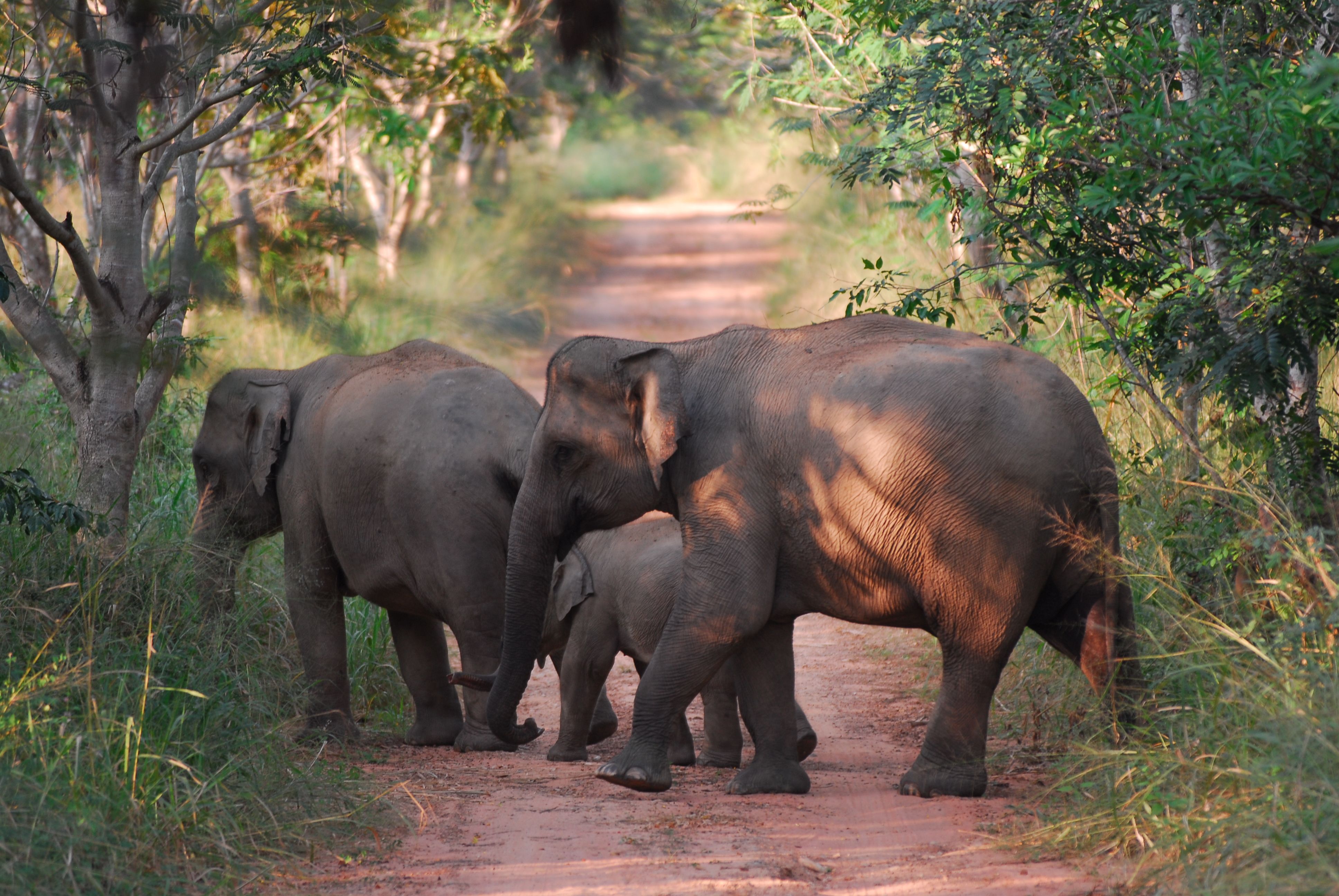 Bereits 95 Prozent des Lebensraums des Asiatischen Elefanten gilt als zerstört.