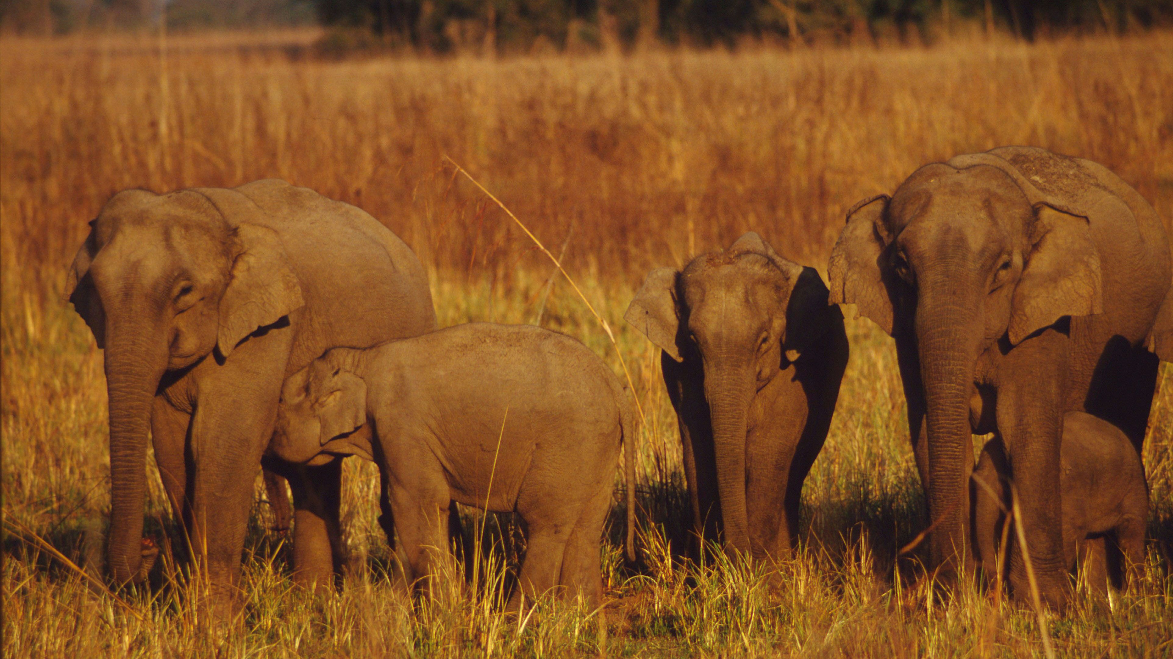  Elefanten in Asien haben ein besonders hartes Los. 