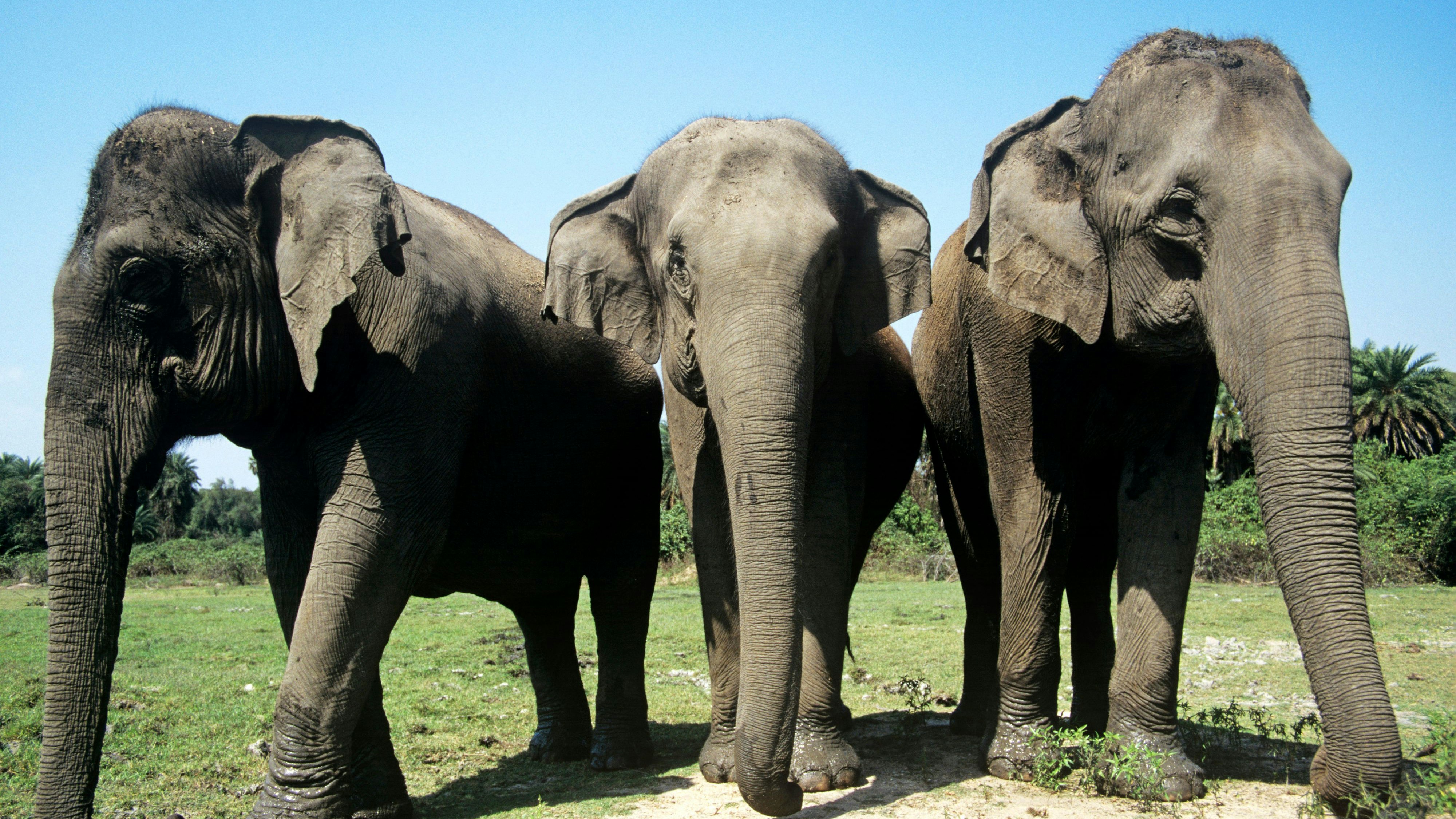  Vor allem in China kommt es oft zu Konflikten zwischen wilden Elefanten und Menschen. Aber sie wissen nicht mehr wohin. 