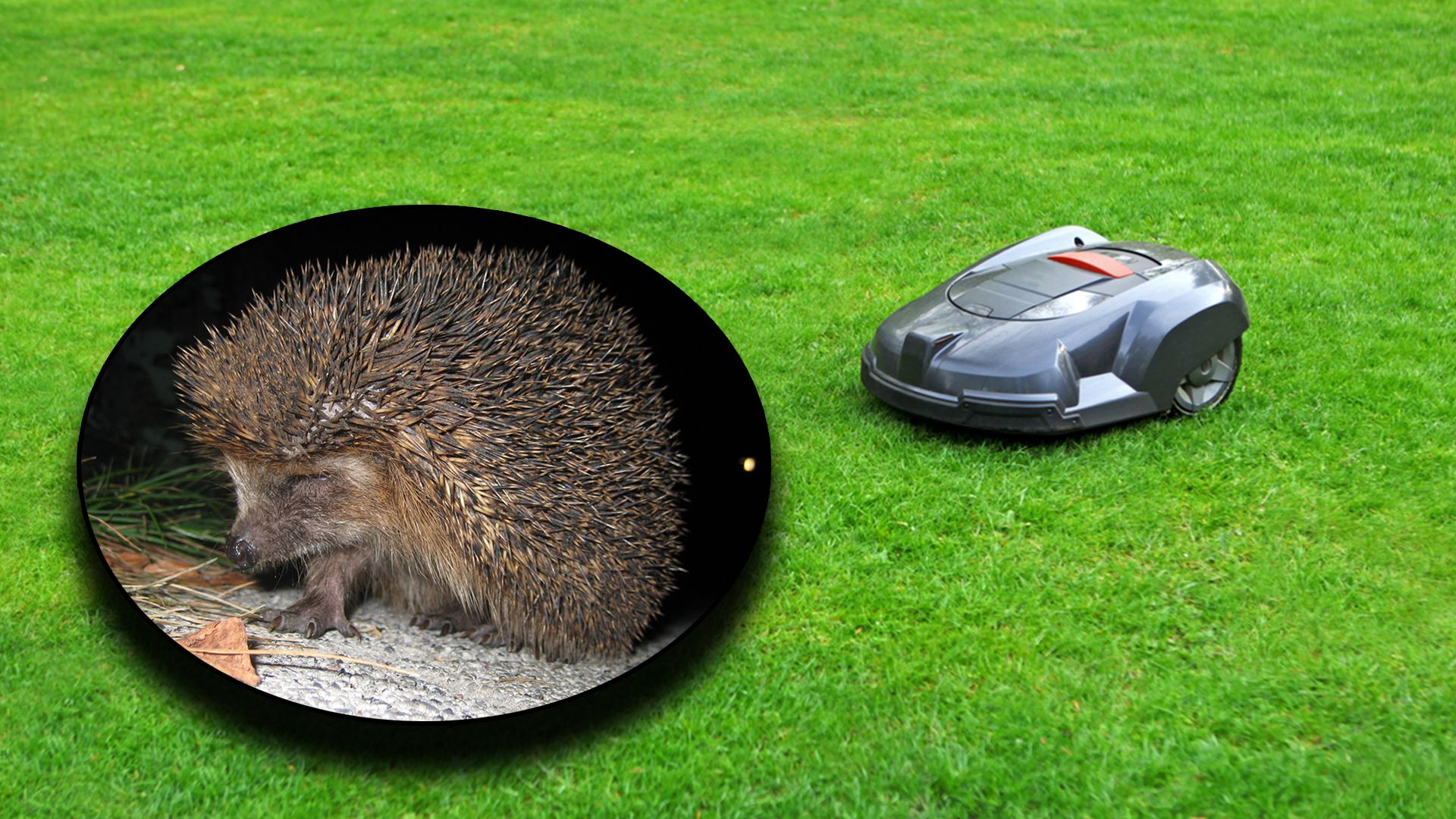 Auch wenn uns Mähroboter das Leben erleichtern, können sie Igel ihres kosten.