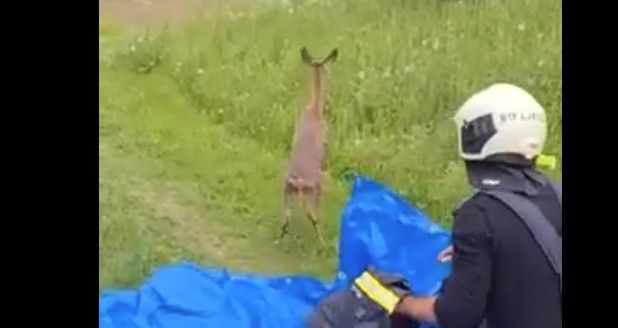 Dieses Reh sorgte in Linz für ein Verkehrschaos.