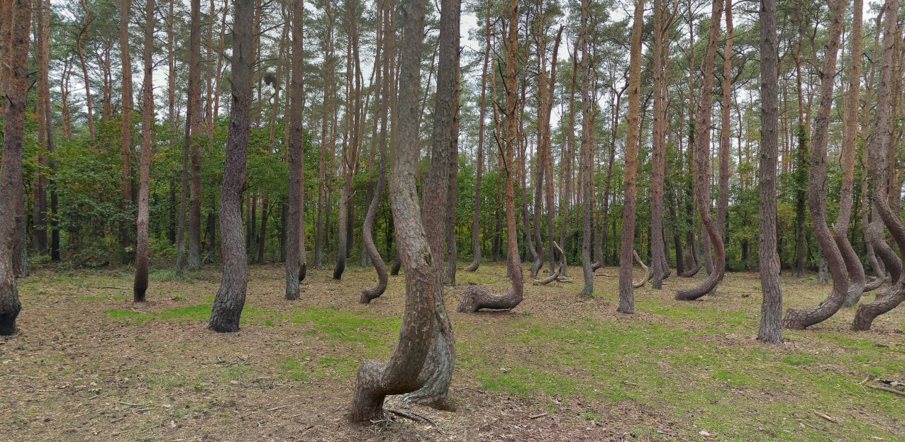 Die Besonderheit des Krummen Waldes ist auf den ersten Blick erkennbar.