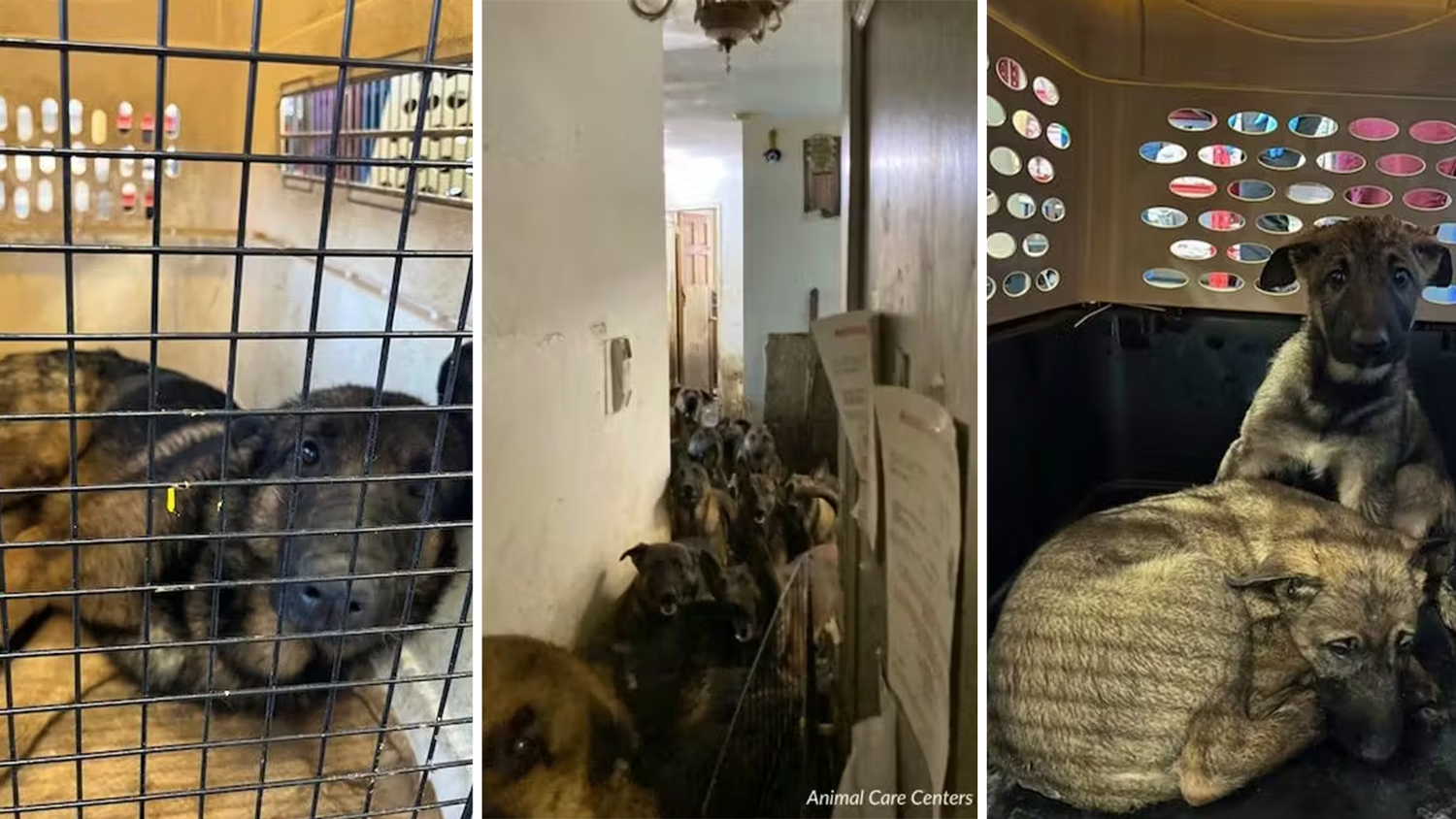 In einer verwahrlosten Wohnung in Queens, New York, haben Tierschutzbehörden über 48 misshandelte Belgische Malinois entdeckt, die unter extrem beengten und unhygienischen Bedingungen lebten.
