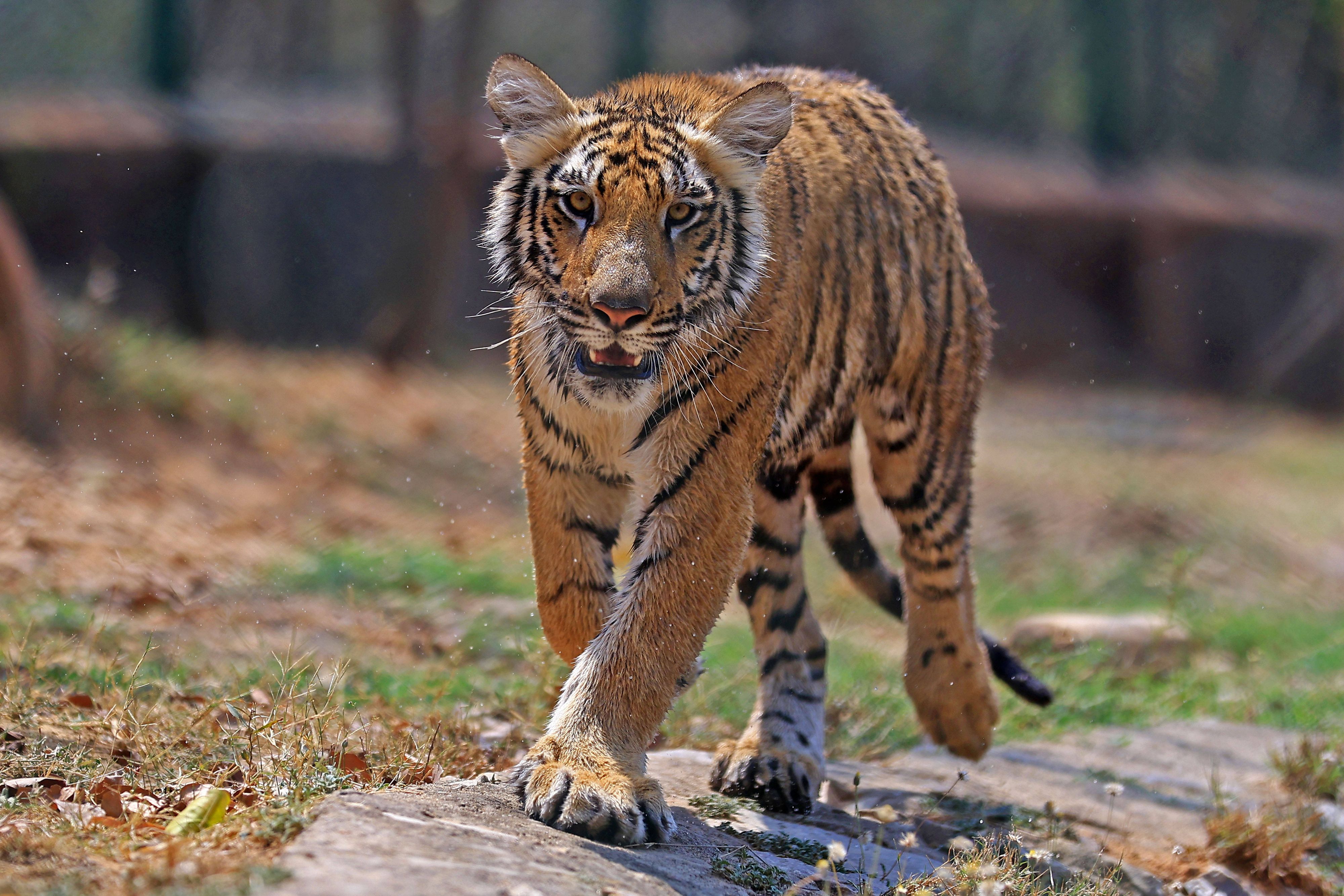 Die Raubkatze griff die Pflegerin im Gehege an. Symbolbild.