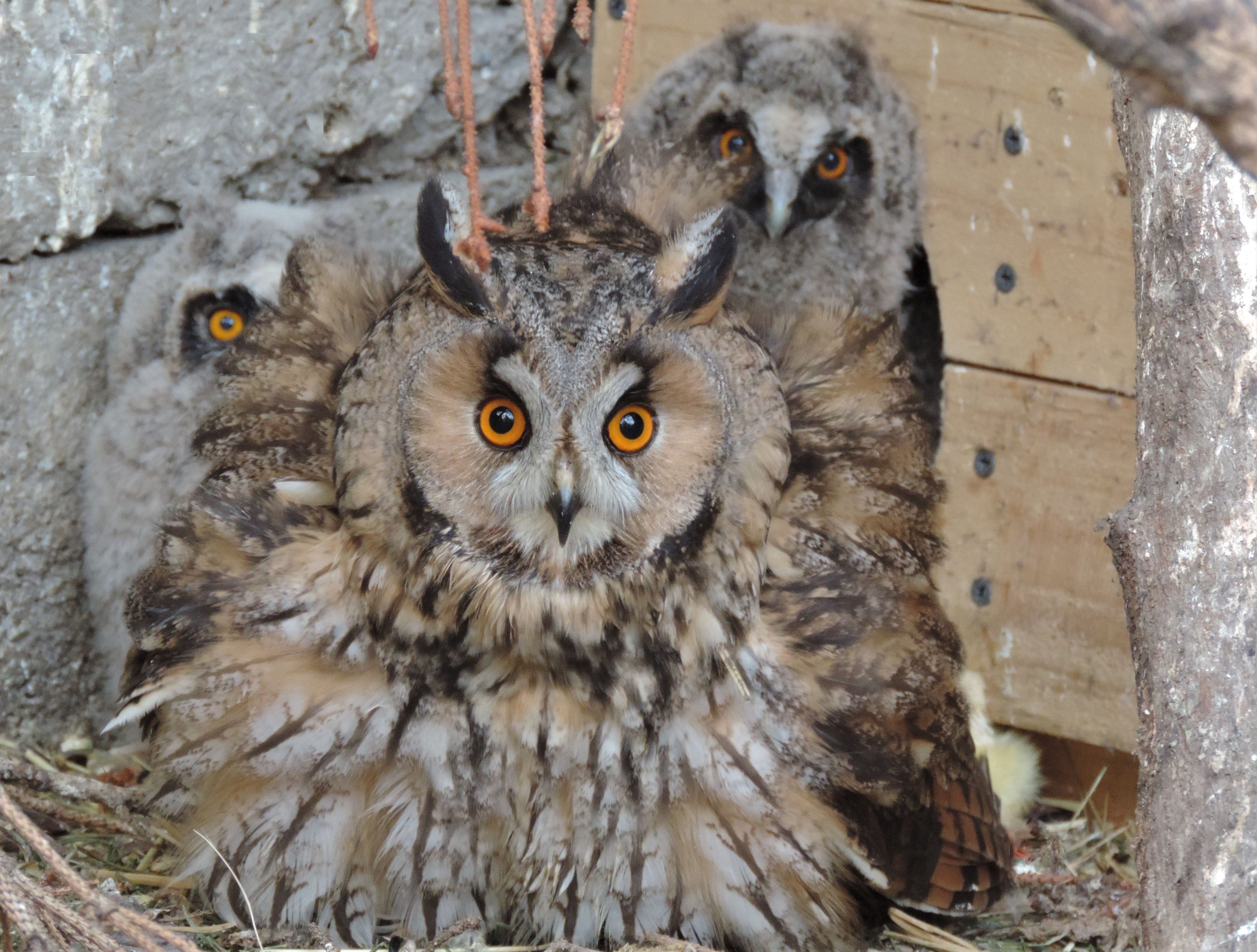 Ohne Ammenmütter derselben Art könnten viele Greifvögel gar nicht ausgewildert werden.