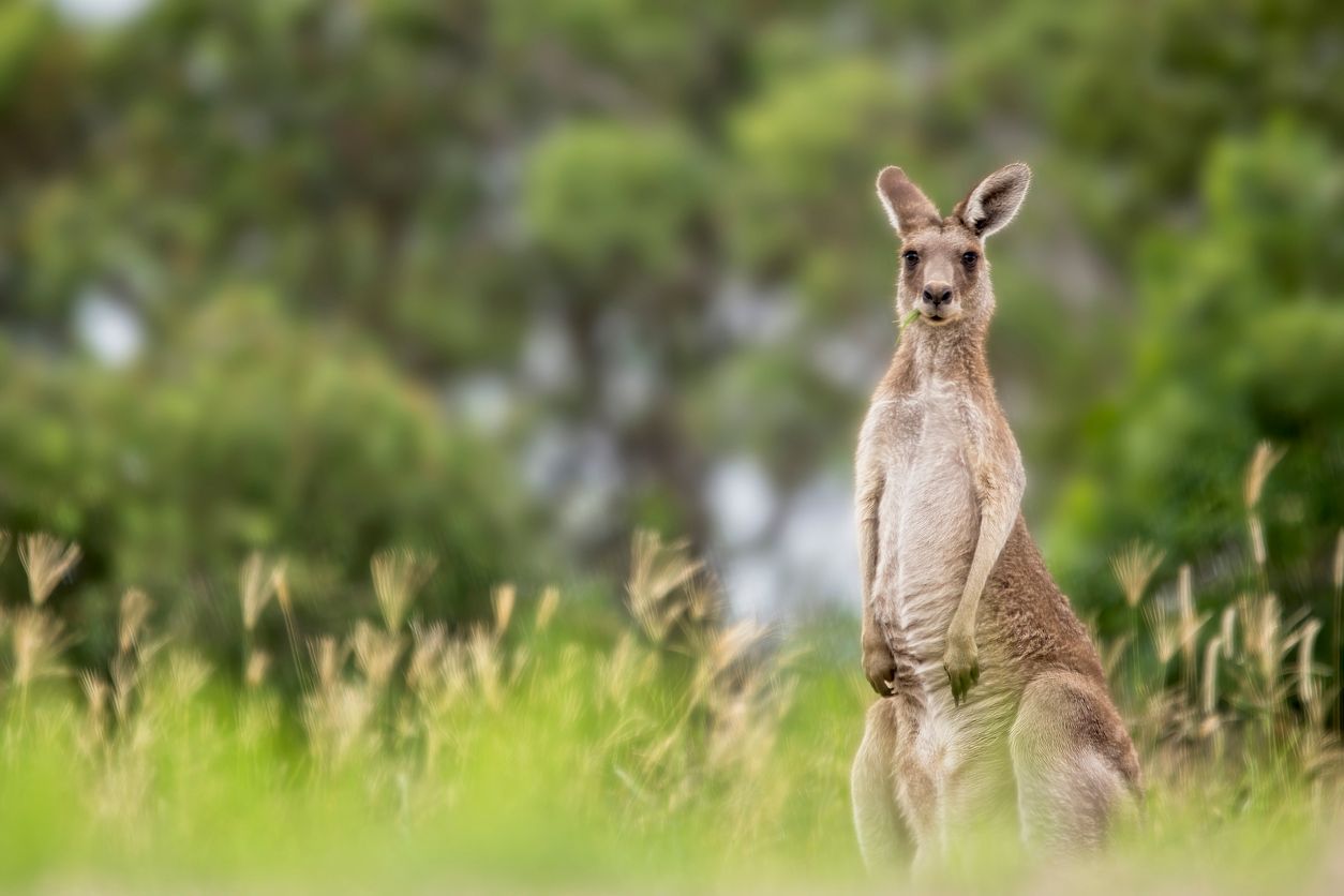 Auf einer Farm in South Carolina (USA) kam es zu einem dramatischen Todesfall.