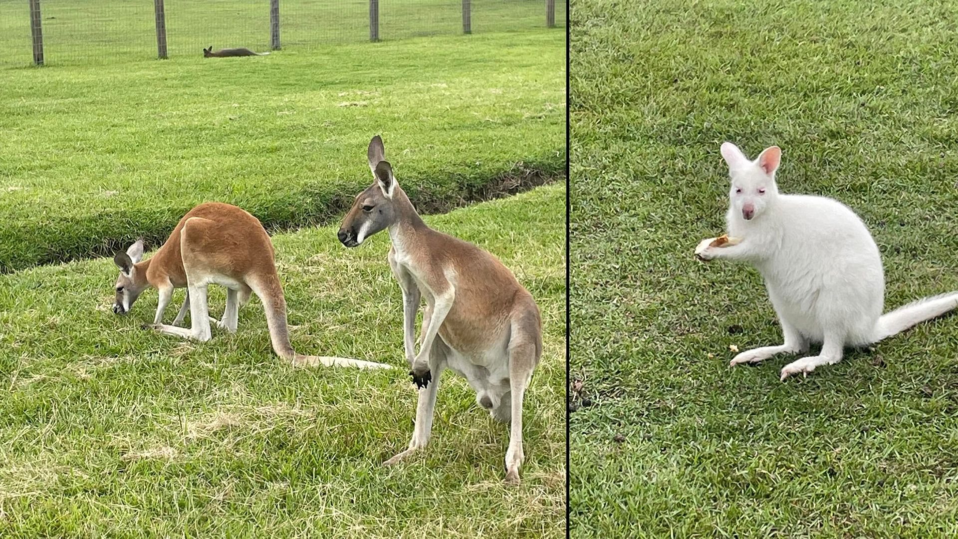 In der 5-Star-Farm leben viele australische Wildtiere.