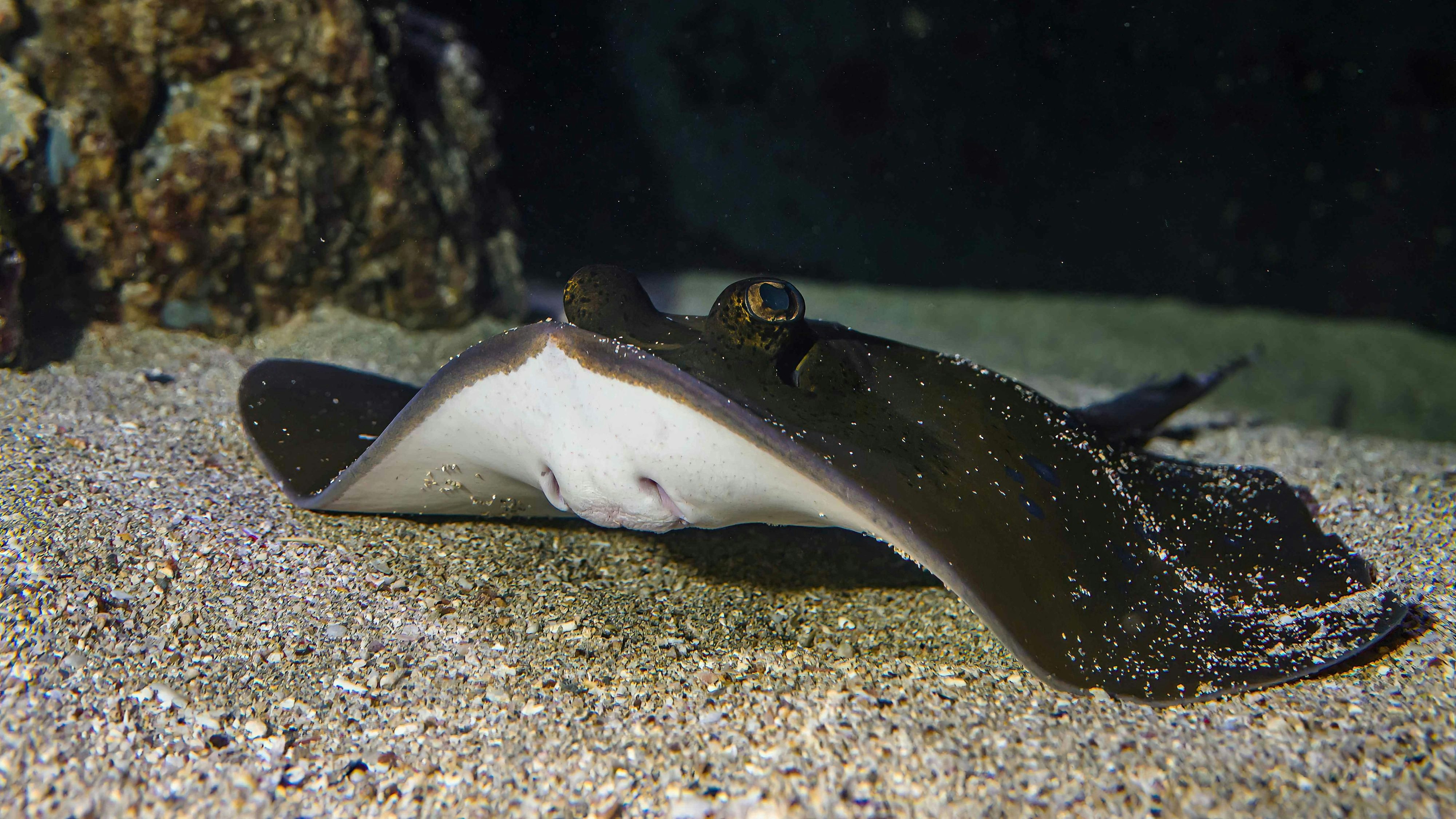 Die Erhaltungszucht im Haus des Meeres ist ein wichtiger Bestandteil für den Schutz dieser faszinierender Meereswesen.