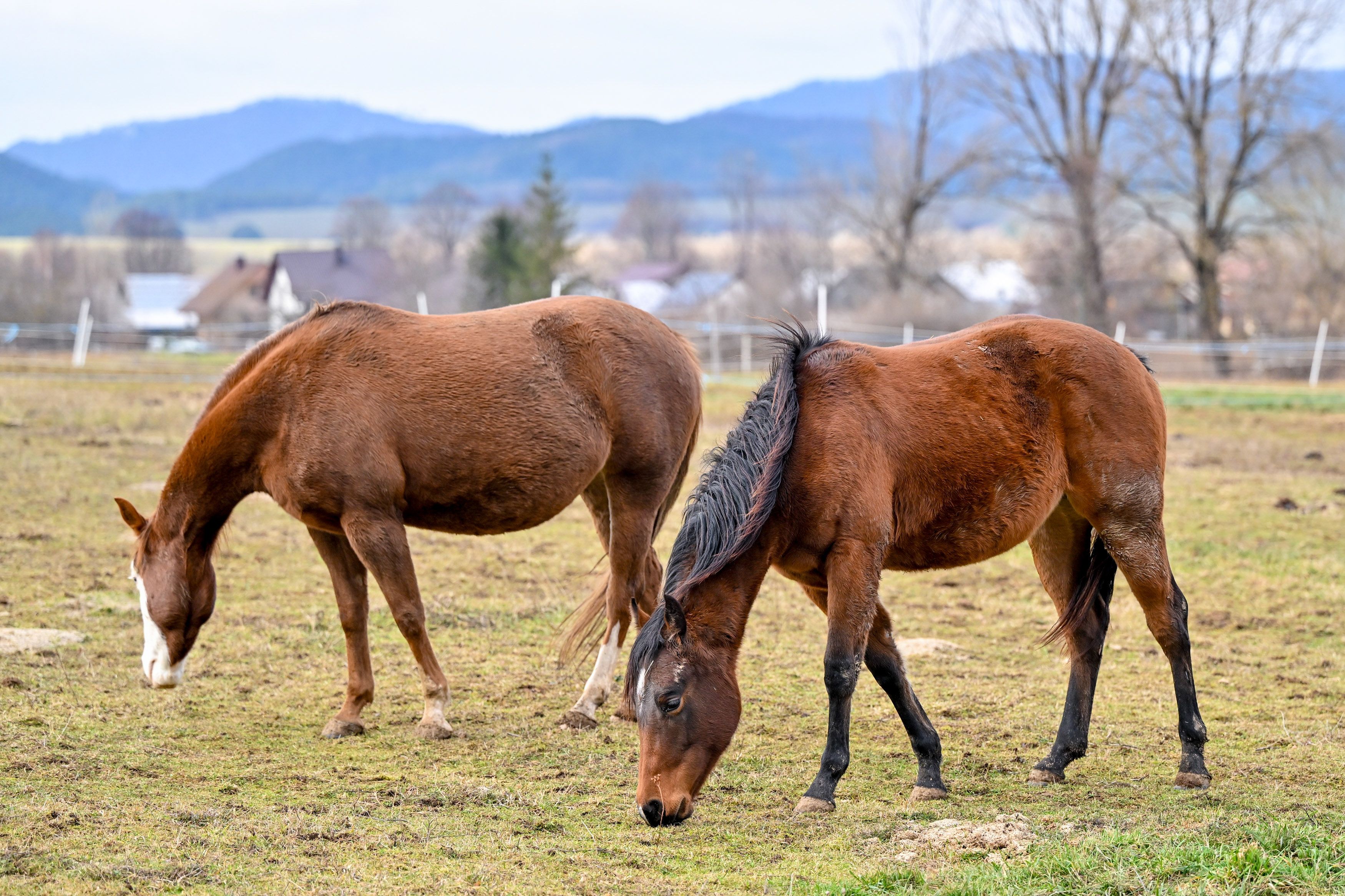 Gegen den Pferdehof wird ermittelt. (Symbolbild)