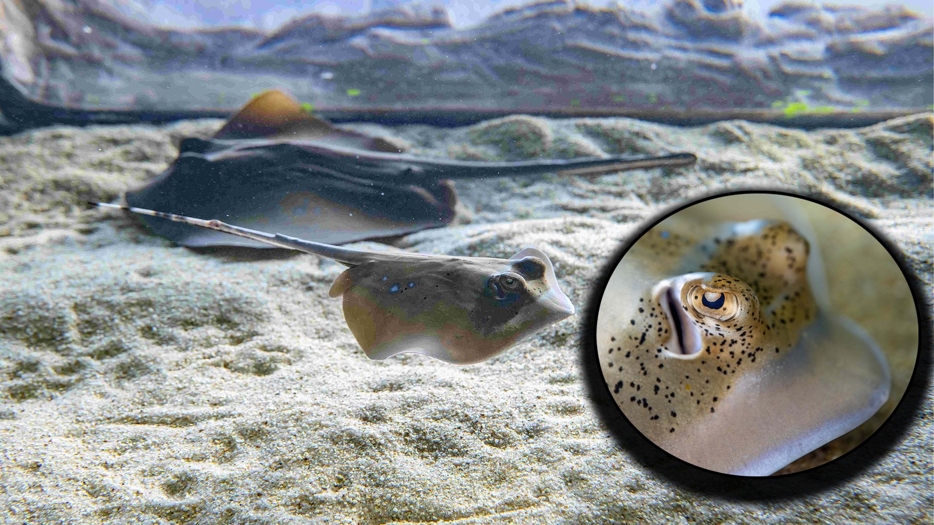 Kaum auf der Welt und schon grantig – a echter Wiener.