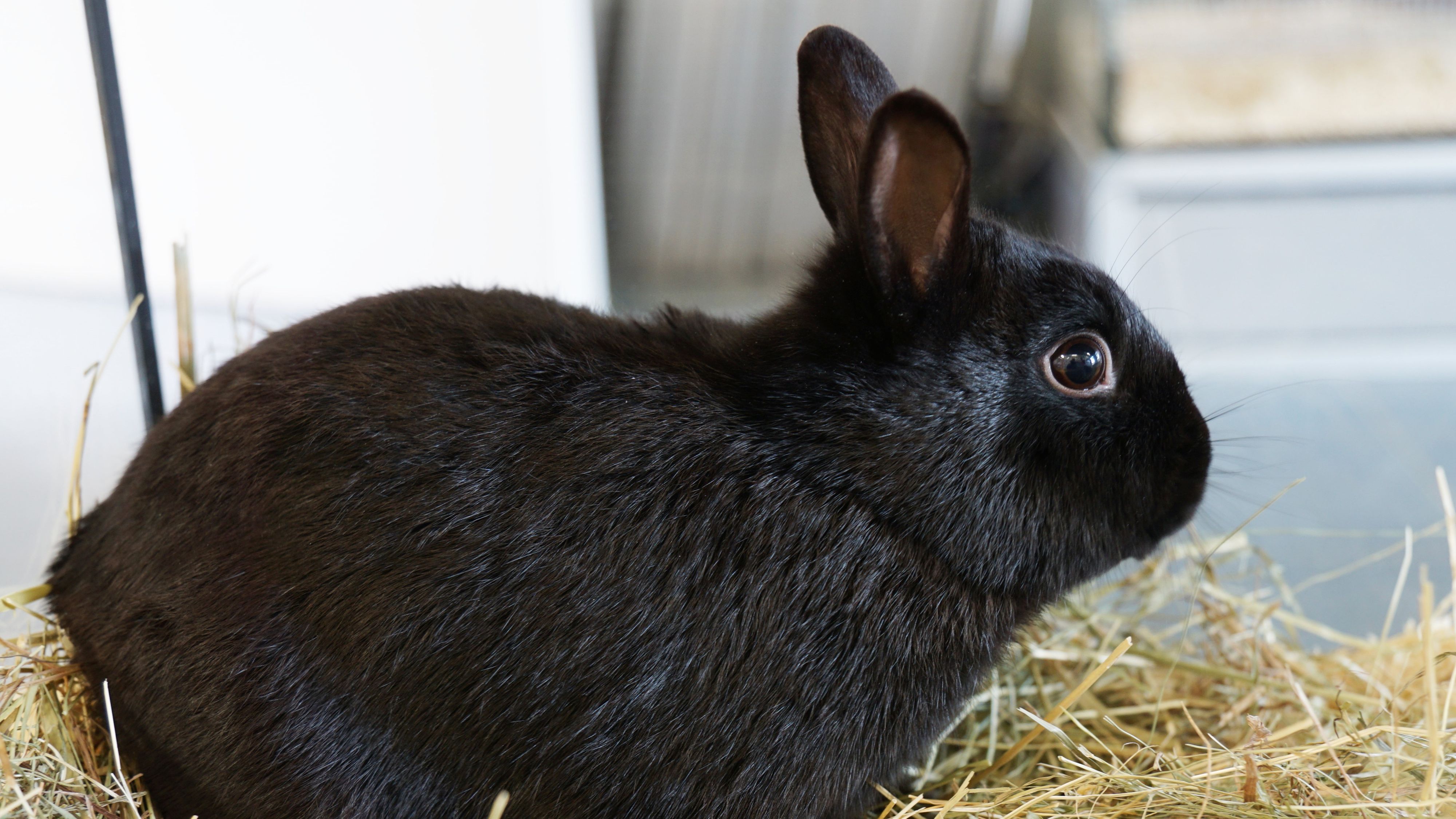 Der zweijährige Kaninchenbub wurde auf einem Fußballplatz sich selbst überlassen.