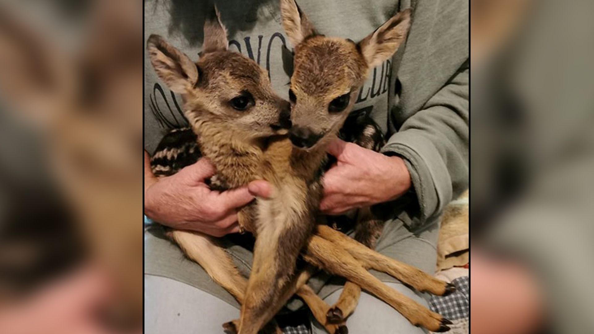 Gleich zwei Rehkitze wurden verwaist von einem tierlieben Finder gefunden.