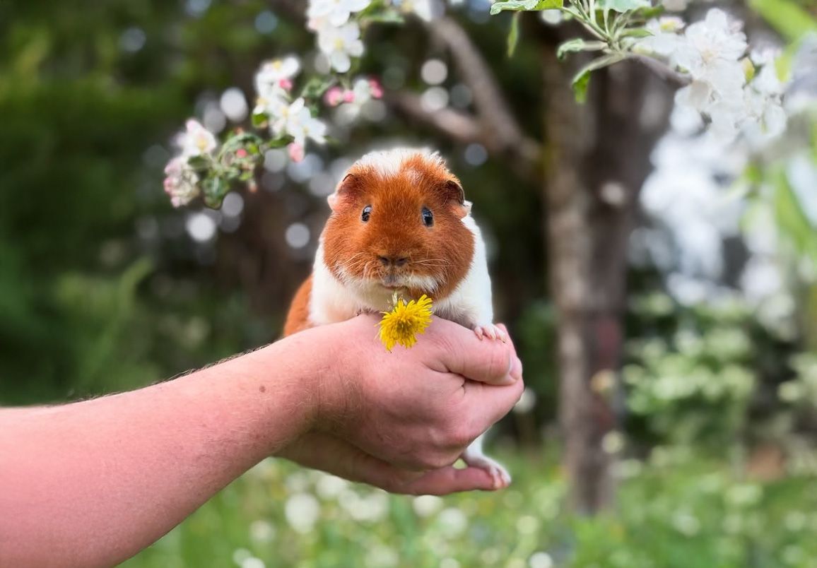 Die Meerschweinchen sind auf Instagram sehr beliebt, erhalten mehrere tausend Likes.