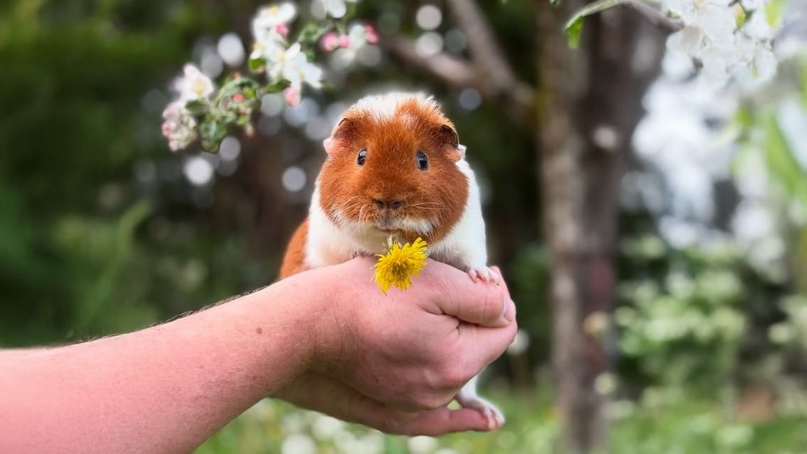 Heute.at - Quiekfluencer – Meerschweinchen erobern Instagram