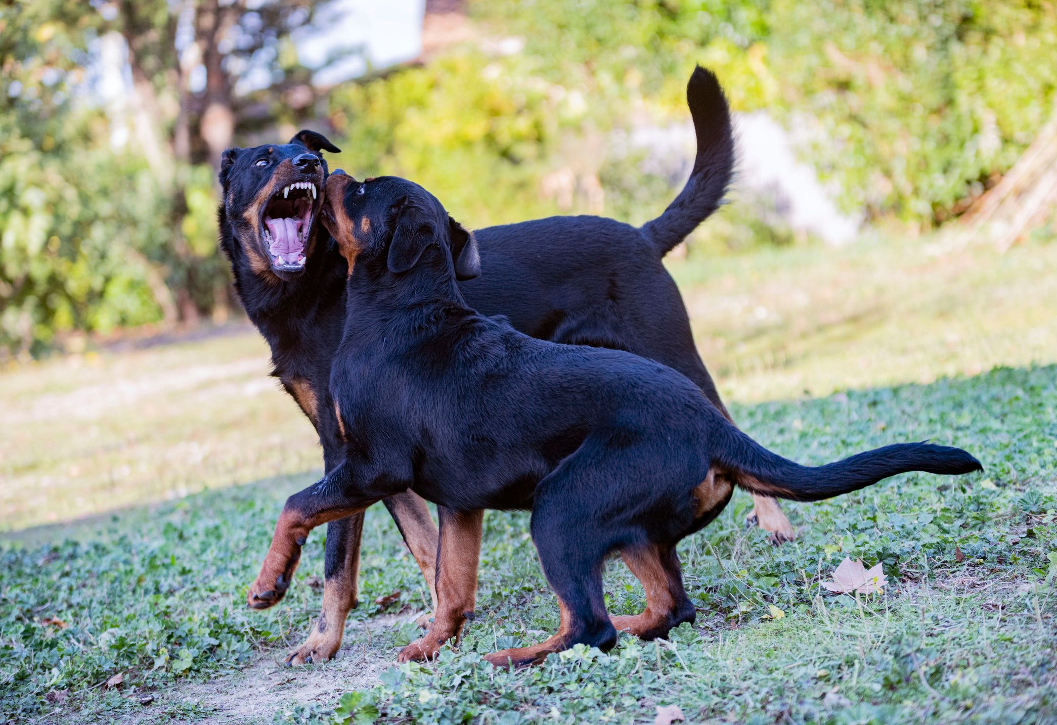 Nach Gerangel mit anderem Hund biss der Rottweiler zu. 