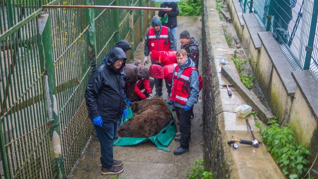 Die Tierretter holten "Felix" auch bei strömenden Regen aus seinem "Gefängnis". DANKE