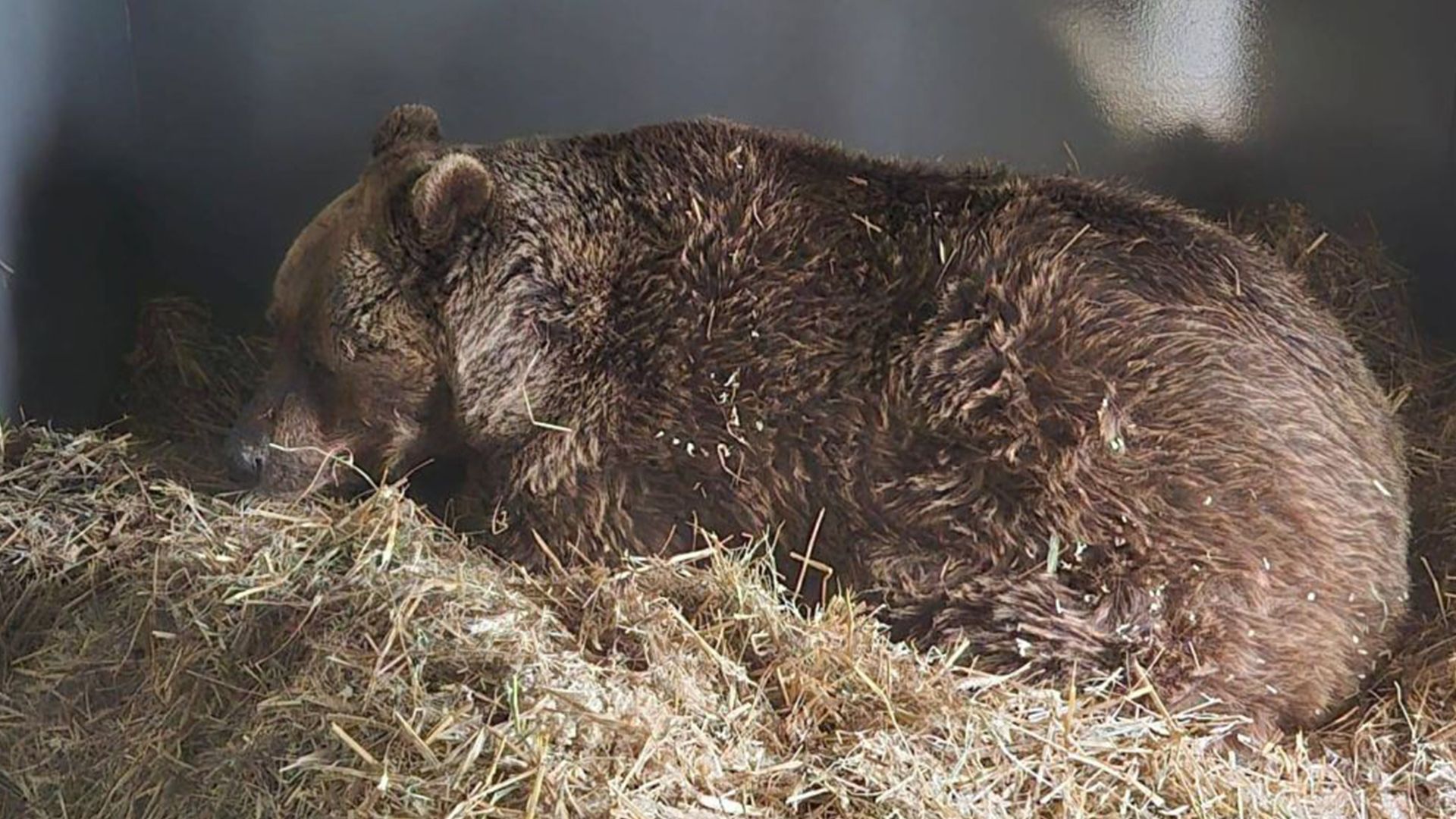 Der gerettete Restaurantbär liegt hier zum ersten Mal auf kuscheligem Stroh.