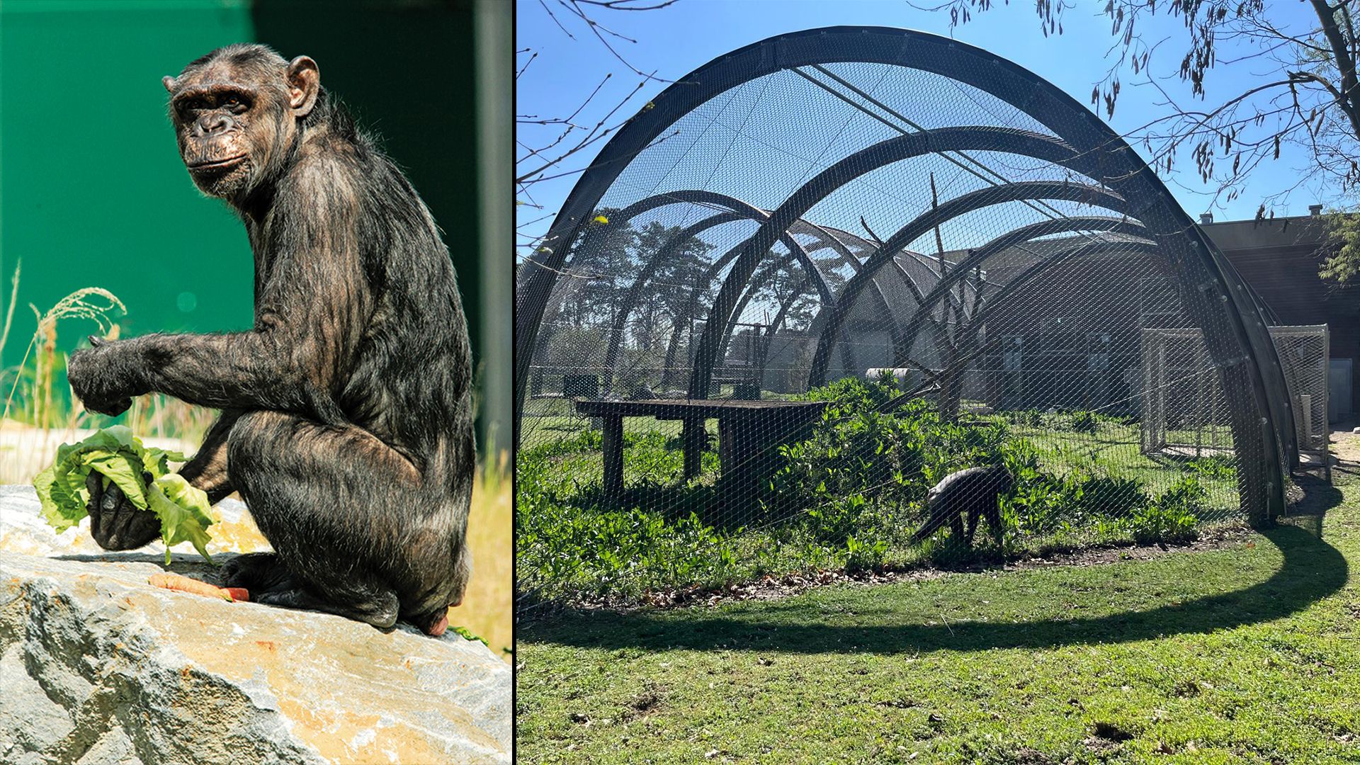Die Ex-Labor-Schimpansen wurden jahrzehntelang für Experimente missbraucht.