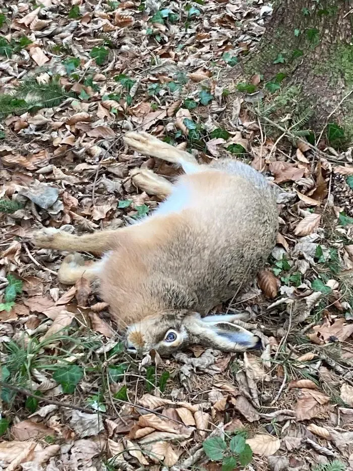 Der Feldhase in Deutschlandsberg ist an Hasenbrucellose gestorben. Nicht nur die Landesjägerschaft warnt davor, tote Tiere anzugreifen.