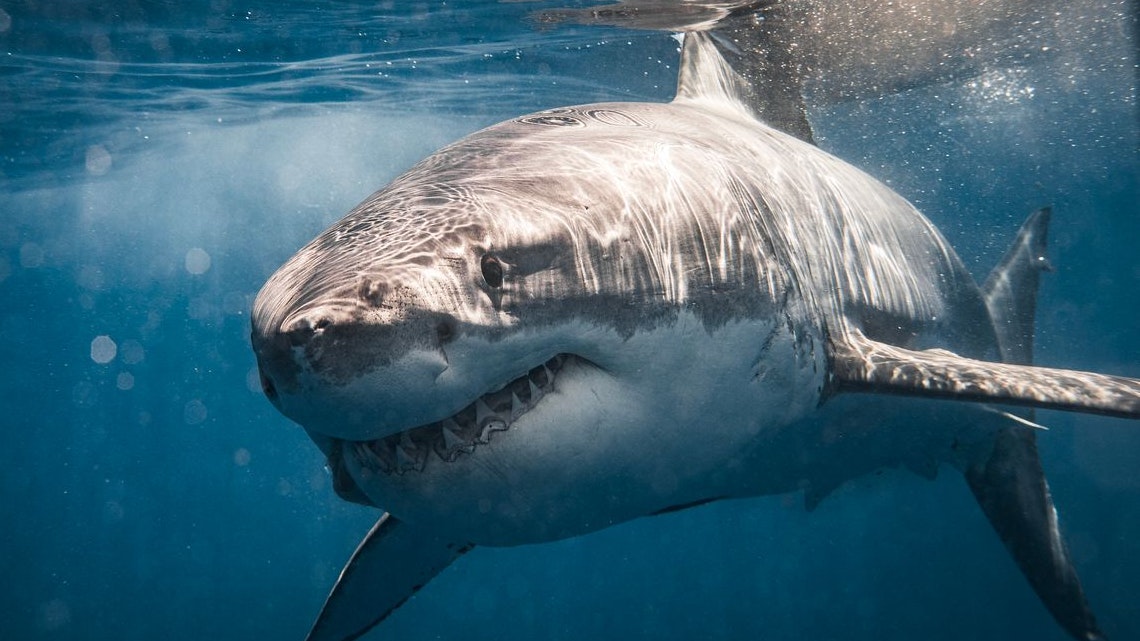 Heute.at - Haie – Klimakrise fühlt Raubfischen auf den Zahn