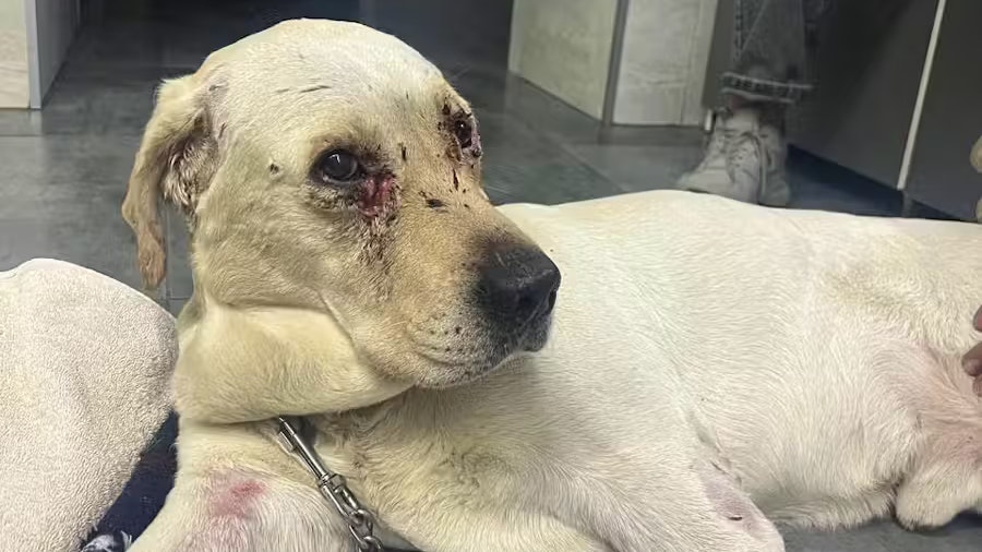 Die beiden wiesen einige Verletzungen auf