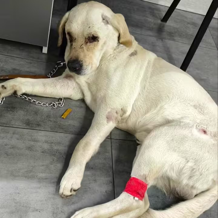 Laut der Tierklinik sind sie auf bestem Wege zur Genesung