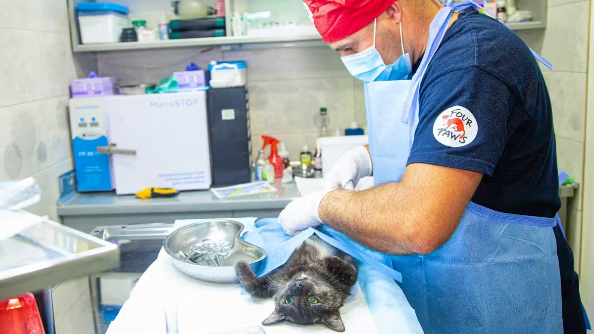 Zusammen mit Katze Nyusha wurde er in einer Tierklinik aufgenommen.
