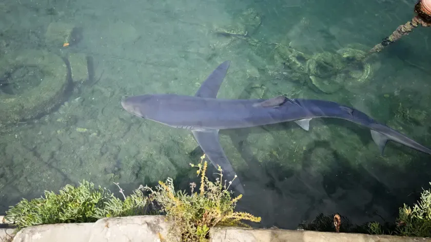 Der zwei Meter lange Hai zeigte sich von den Schaulustigen wenig beeindruckt.