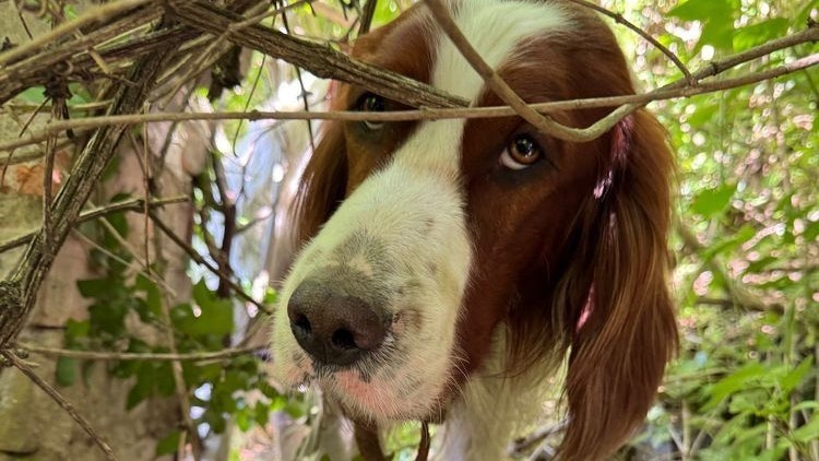 Hund "Filli", sichtlich nervös, vor der Befreiung