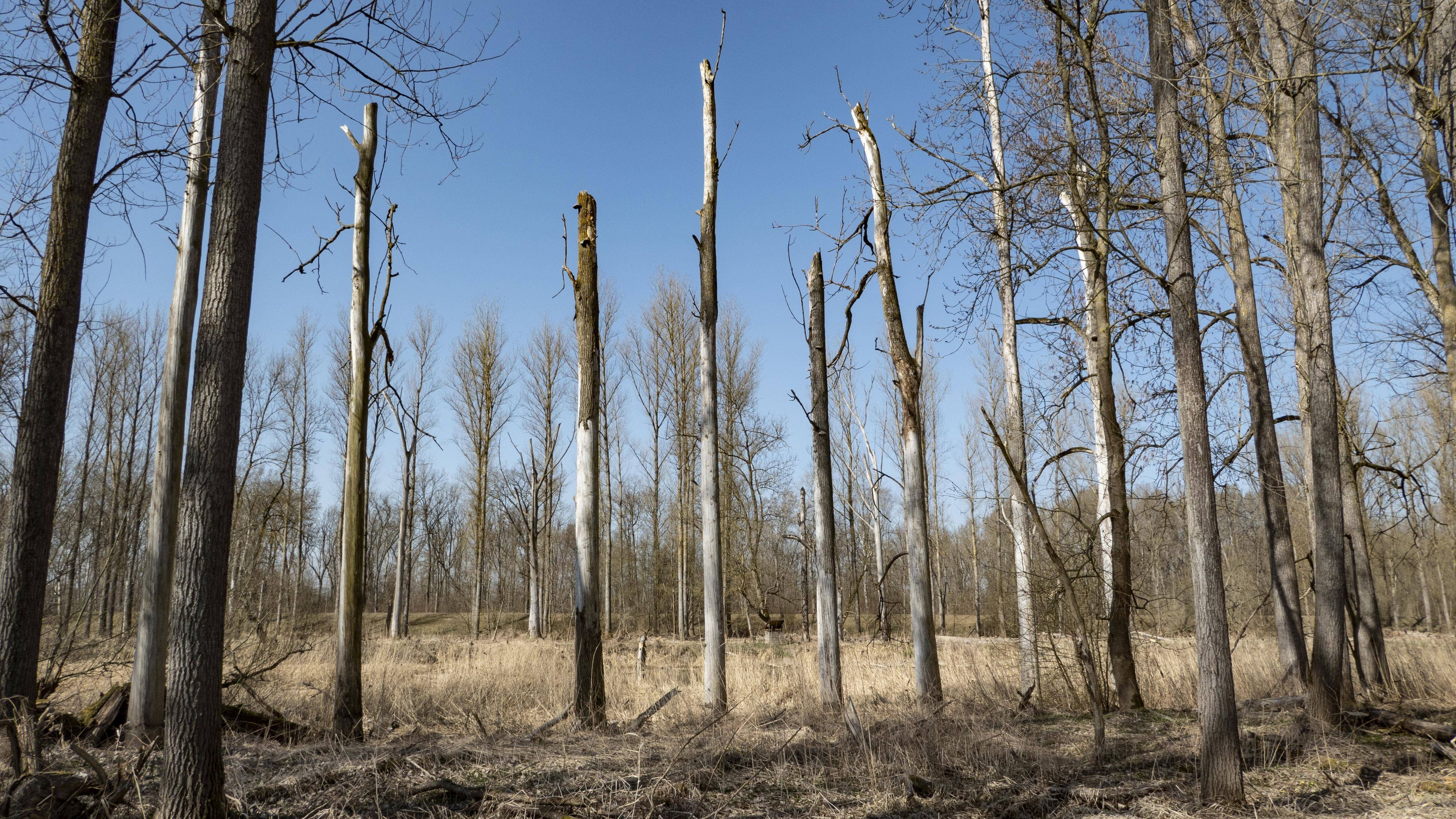 Klimawandel verschärft: Hitze und Trockenheit zerstören die Fähigkeit der Wälder, CO2 zu speichern.