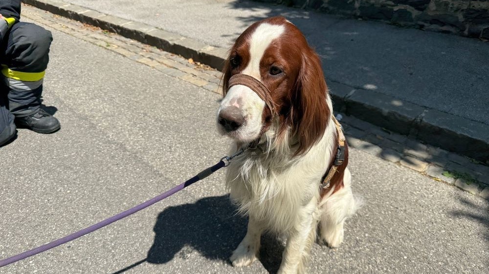 "Filli" genießt die erlangte Freiheit.