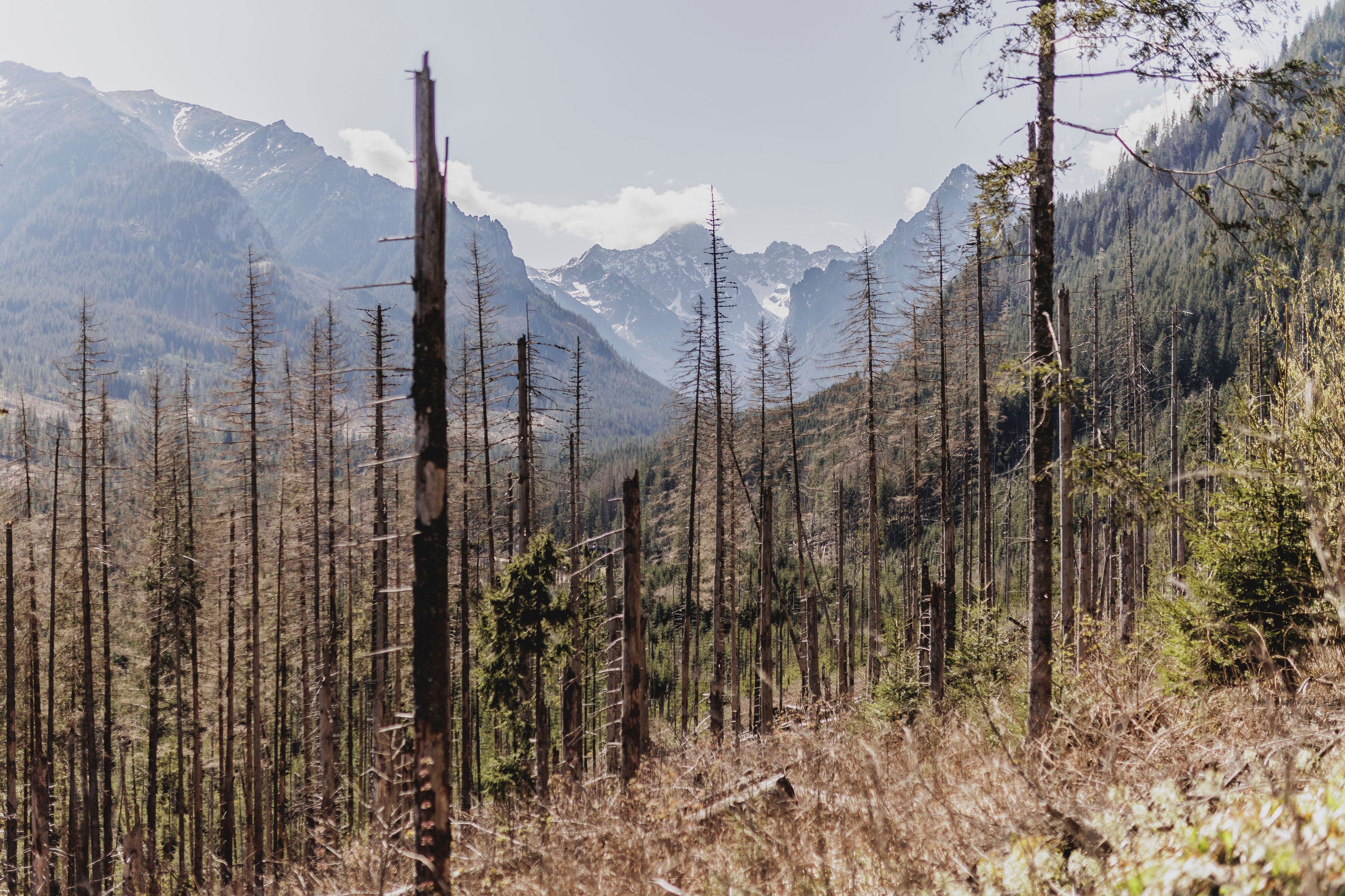 Trauriger Anblick: Ein von Borkenkäfern zerstörter Nadelwald.