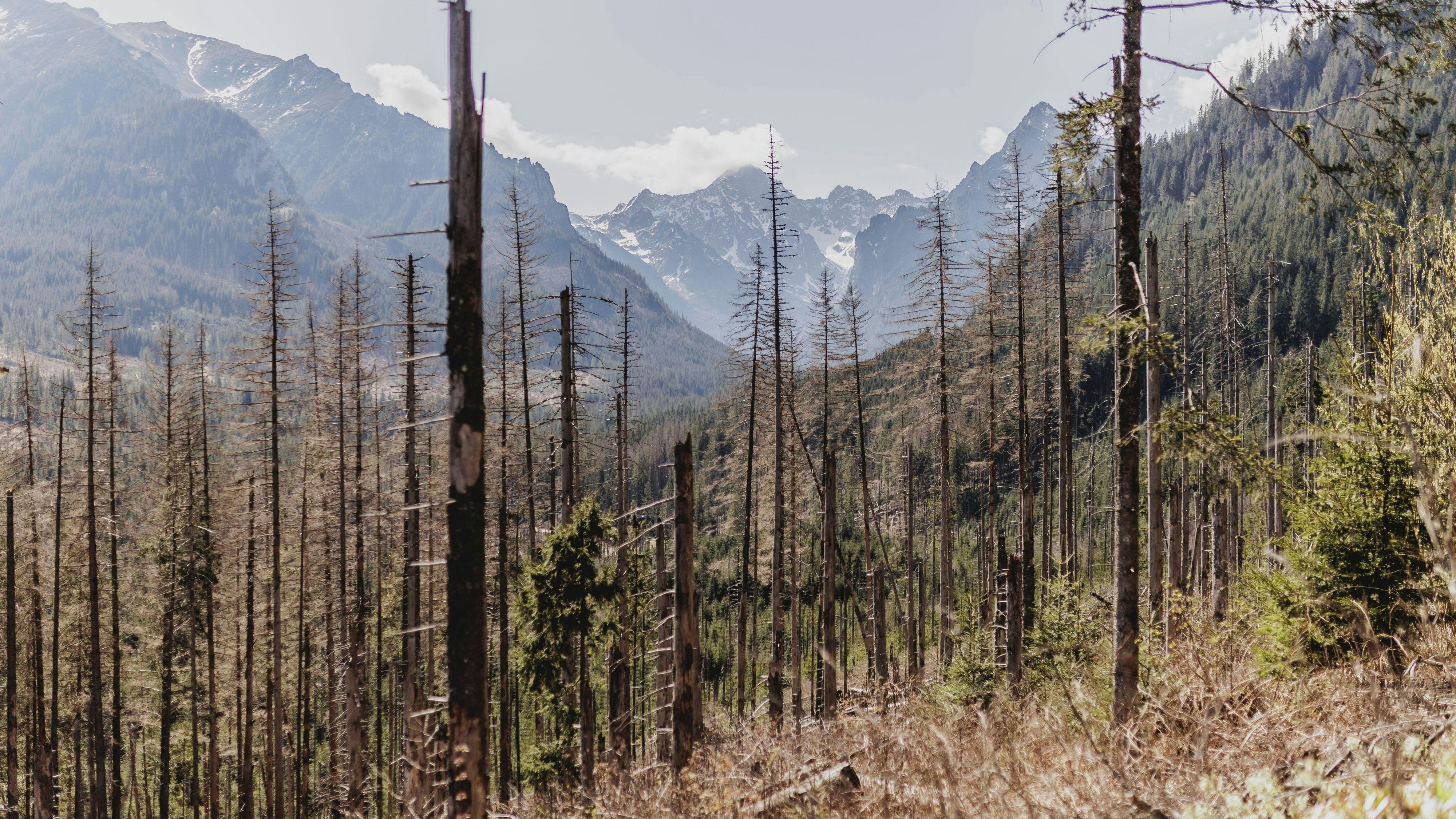 Das Problem ist nicht auf Österreich beschränkt: Im Bild ein zerstörter Nadelwald in der Hohen Tatra in Brzegi, Polen.