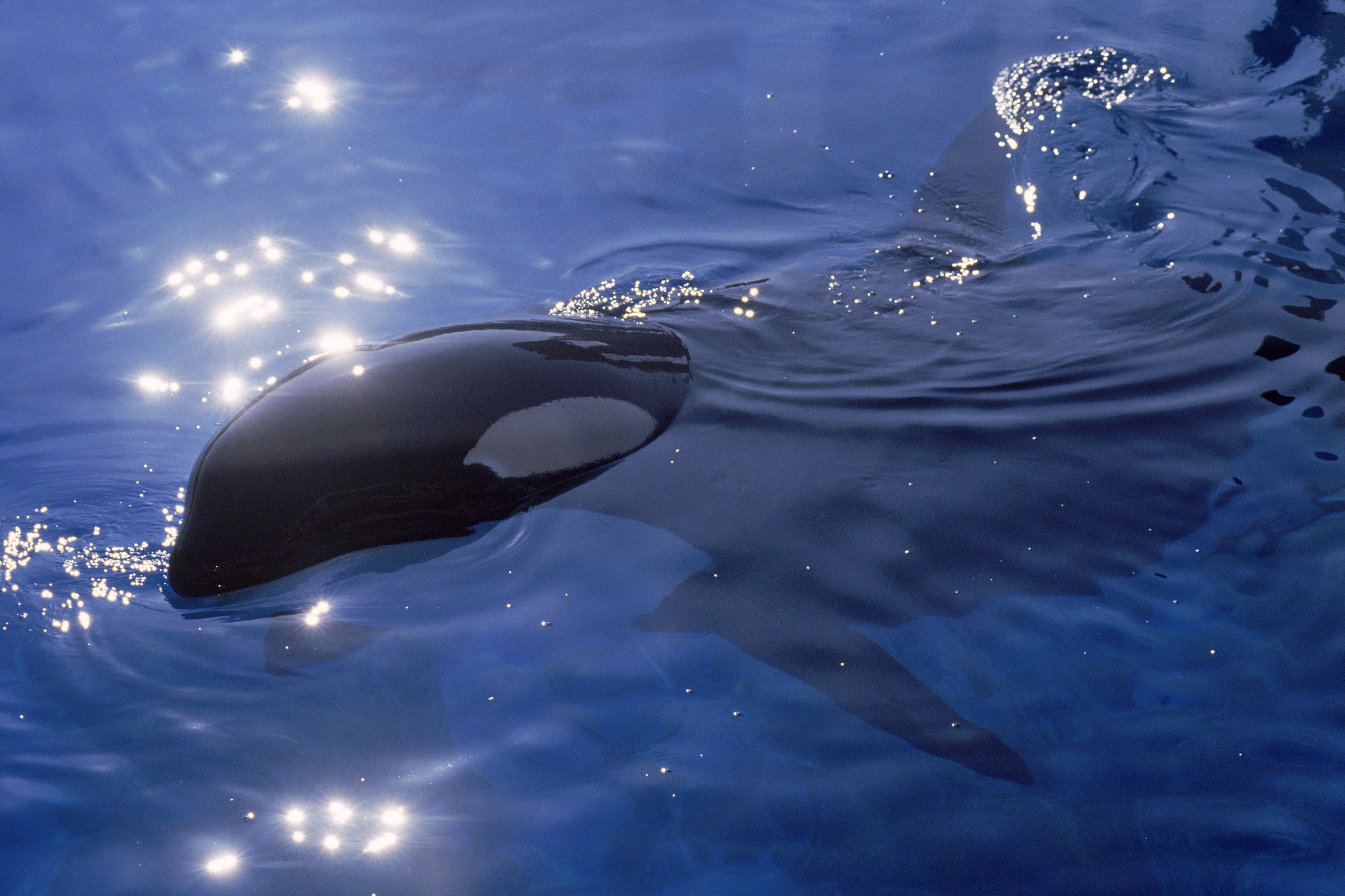 Stelle dir vor, ein Leben lang isoliert Kreise in einem Betonbunker laufen zu müssen. 