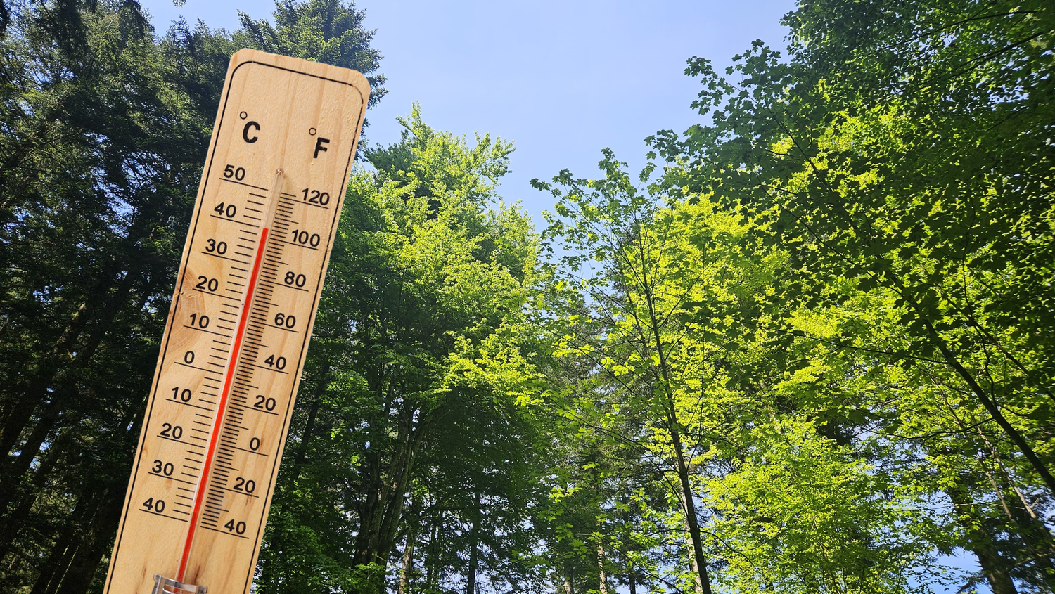 Vielen Baumarten wird es in Oberösterreich bald zu heiß – jetzt müssen neue her. (Symbolbild)
