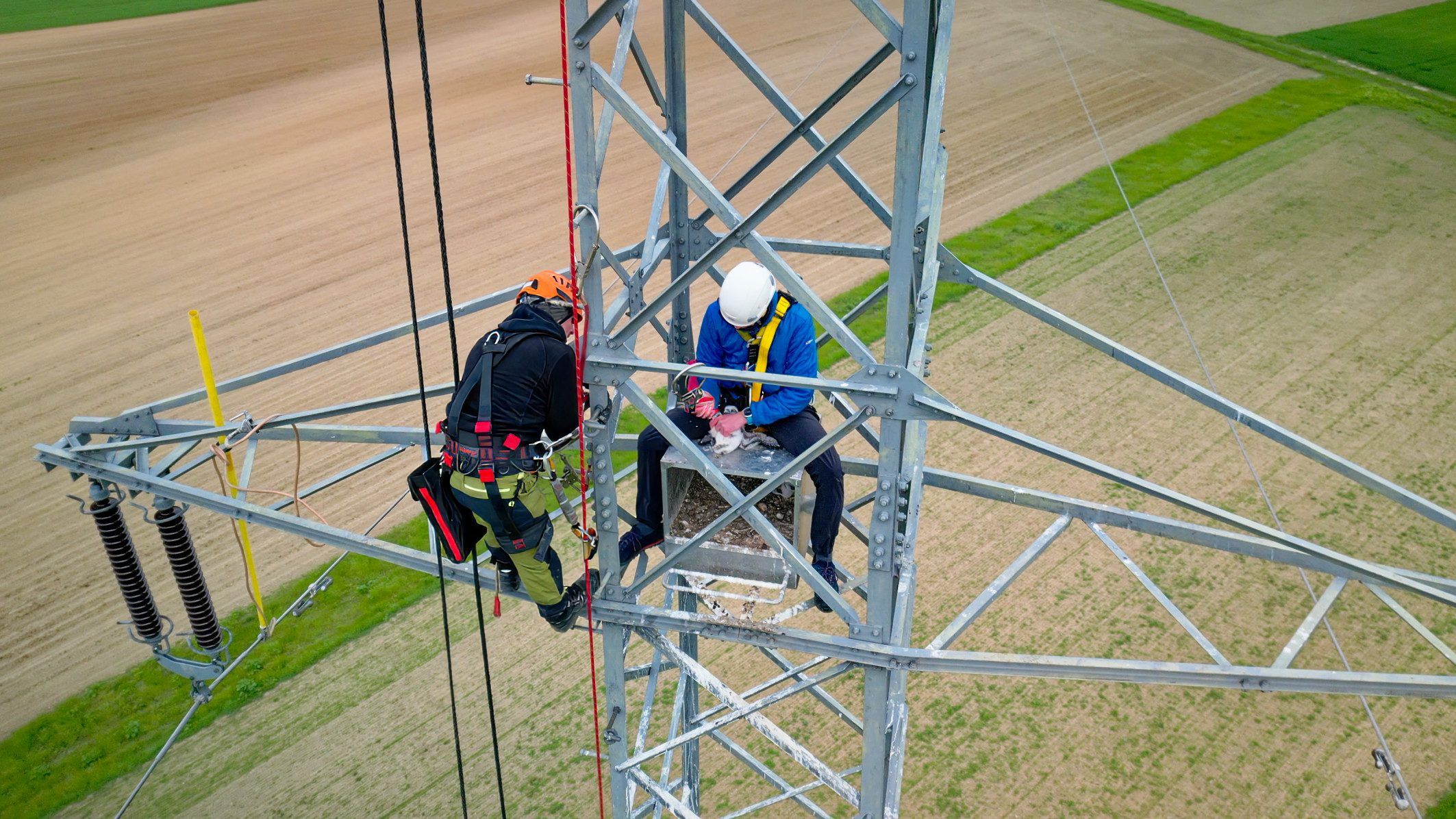 Heute.at - Diese Falken brüten nur noch auf Hochspannungsleitungen