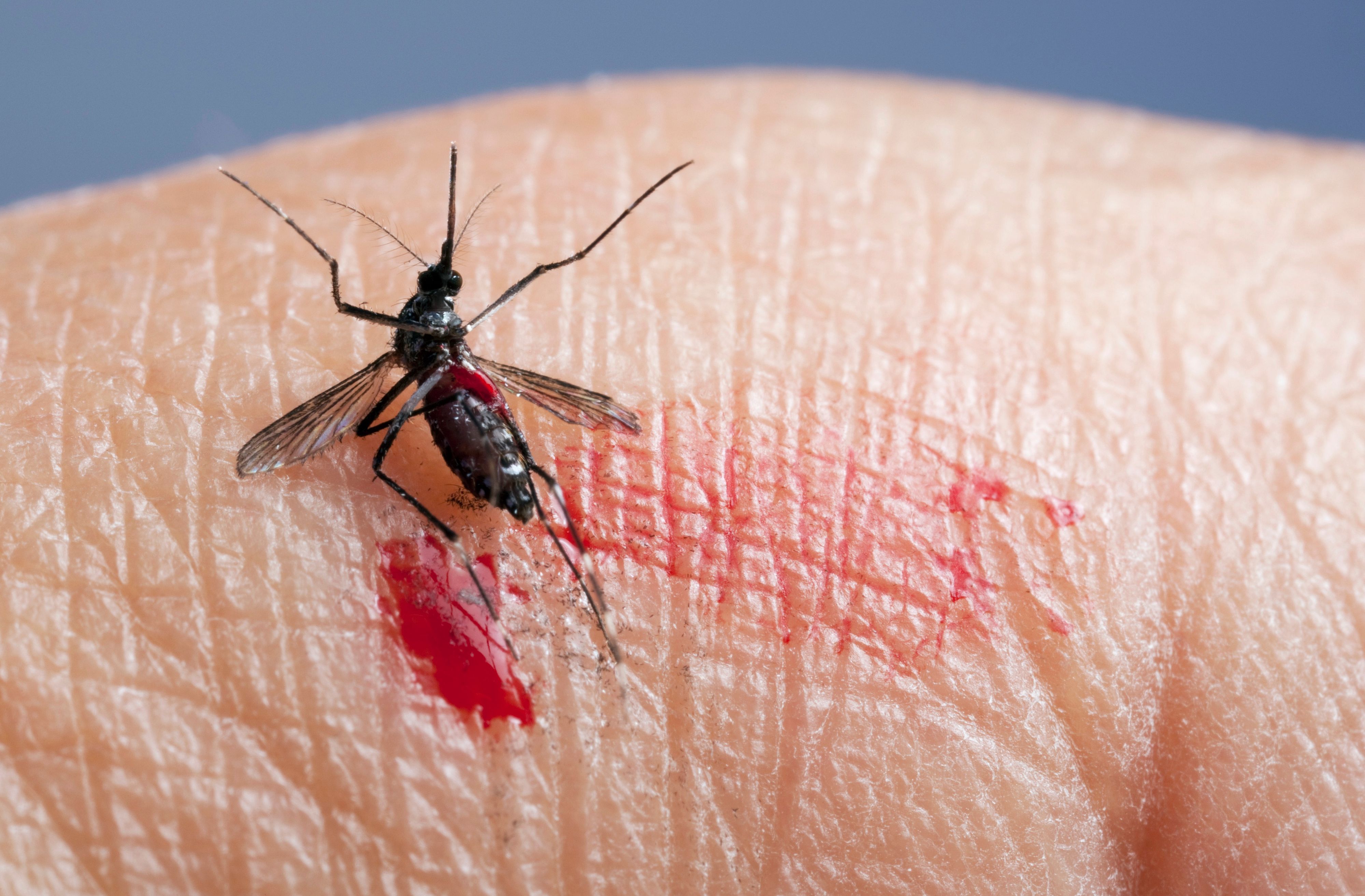 Die asiatische Tigermücke fühlt sich in Österreichs Städten mittlerweile heimisch.