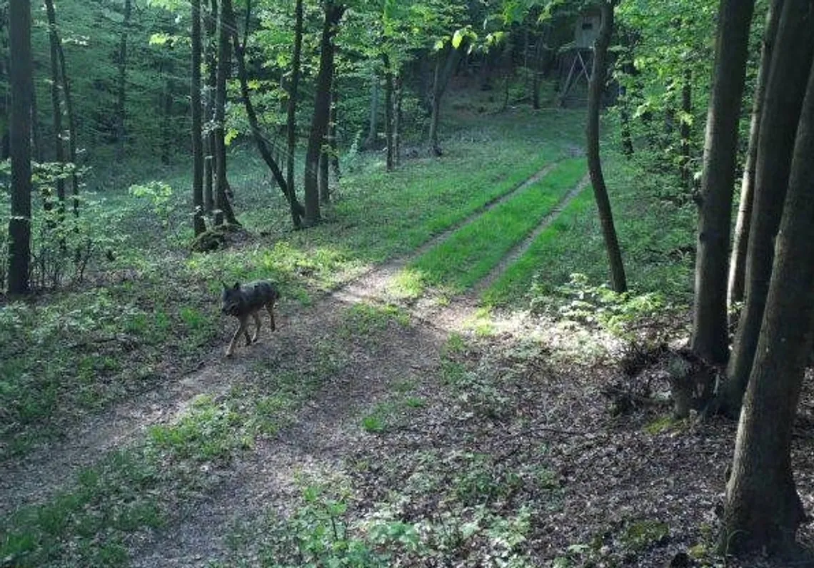 Der Wolf wurde bereits auf Wildkameras gesichtet.